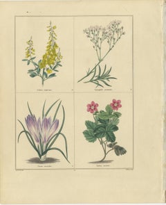 Pair of Hand-Colored Botanical Engravings of Garden Flowers, London 1828