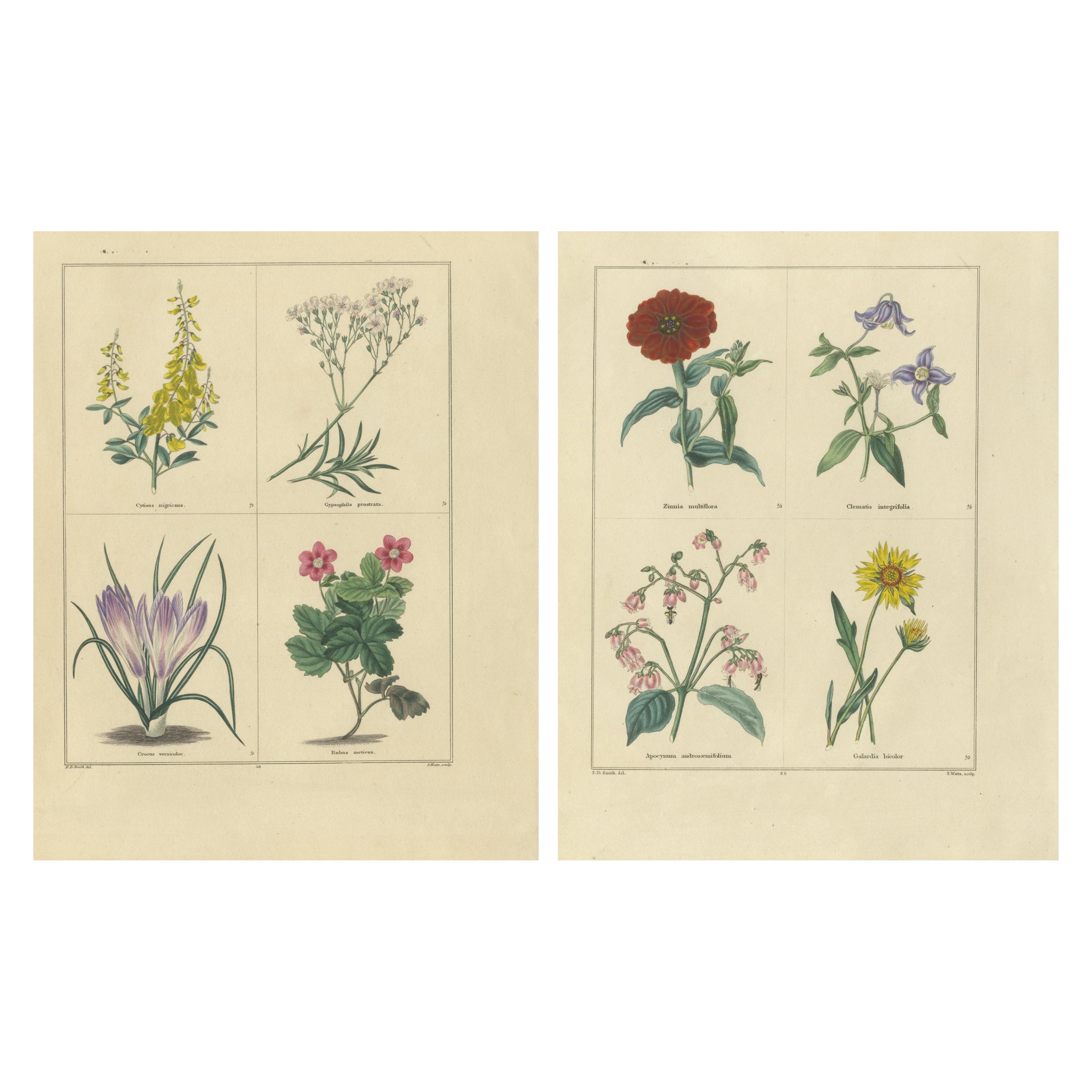 Paar handkolorierte botanische Kupferstiche von Gartenblumen, London 1828