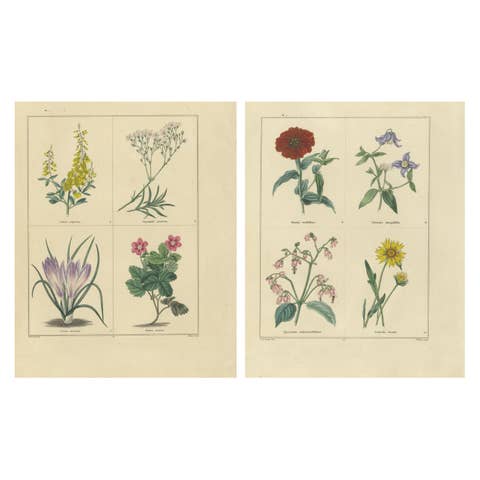 Pair of Hand-Colored Botanical Engravings of Garden Flowers, London 1828