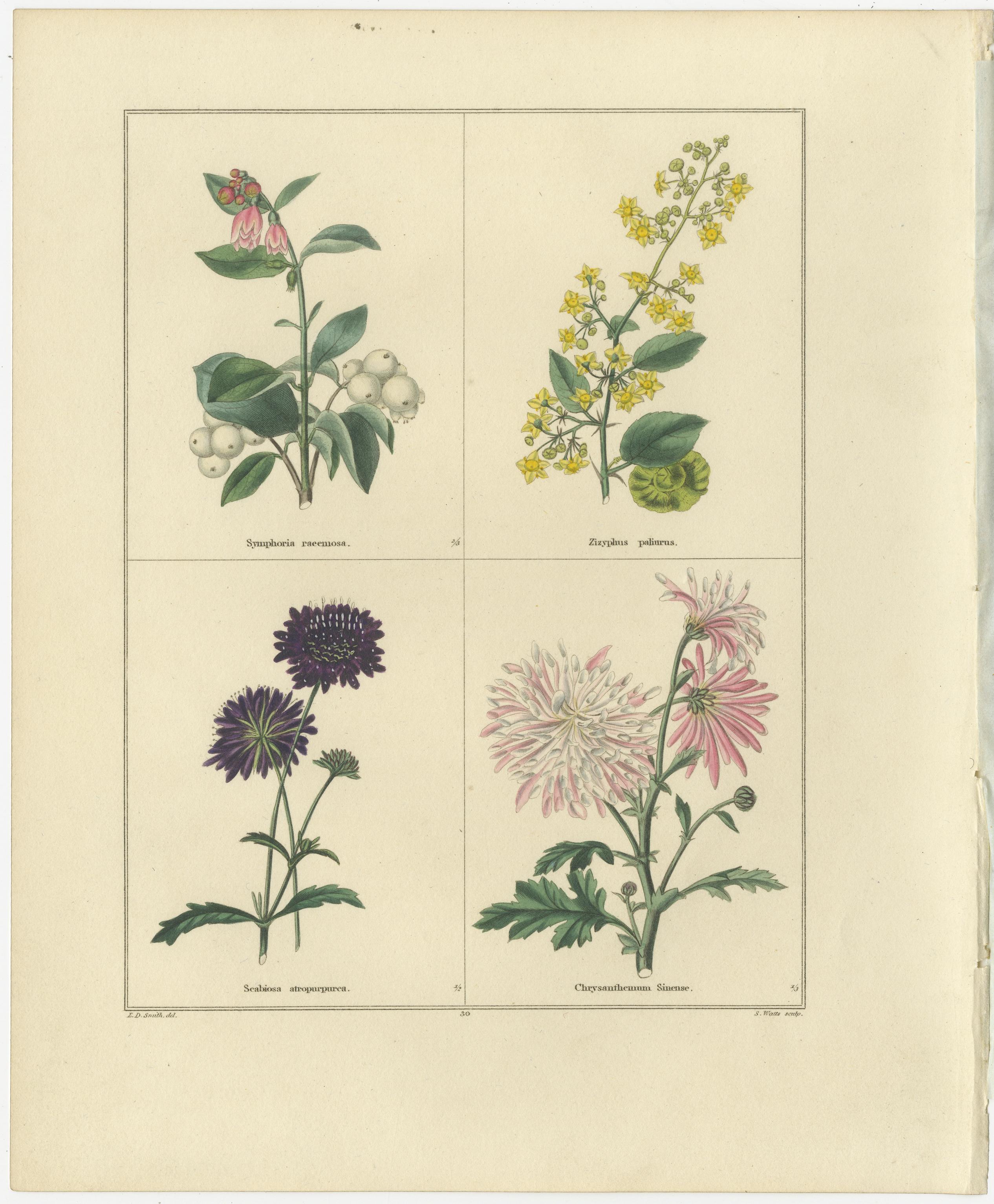 Pair of Hand-Colored Botanical Engravings of Ornamental Flowers, London 1828