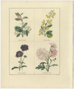 Pair of Hand-Colored Botanical Engravings of Ornamental Flowers, London 1828