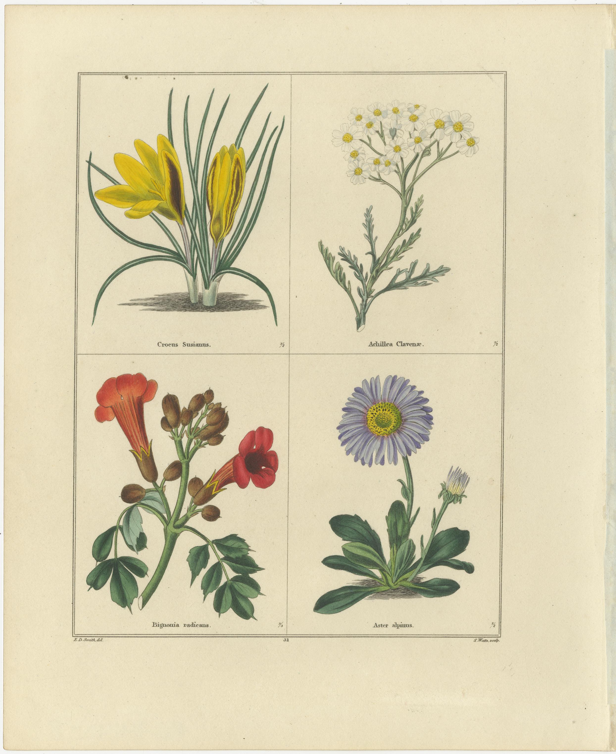 Pair of Hand-Colored Botanical Engravings of Ornamental Flowers, London 1828