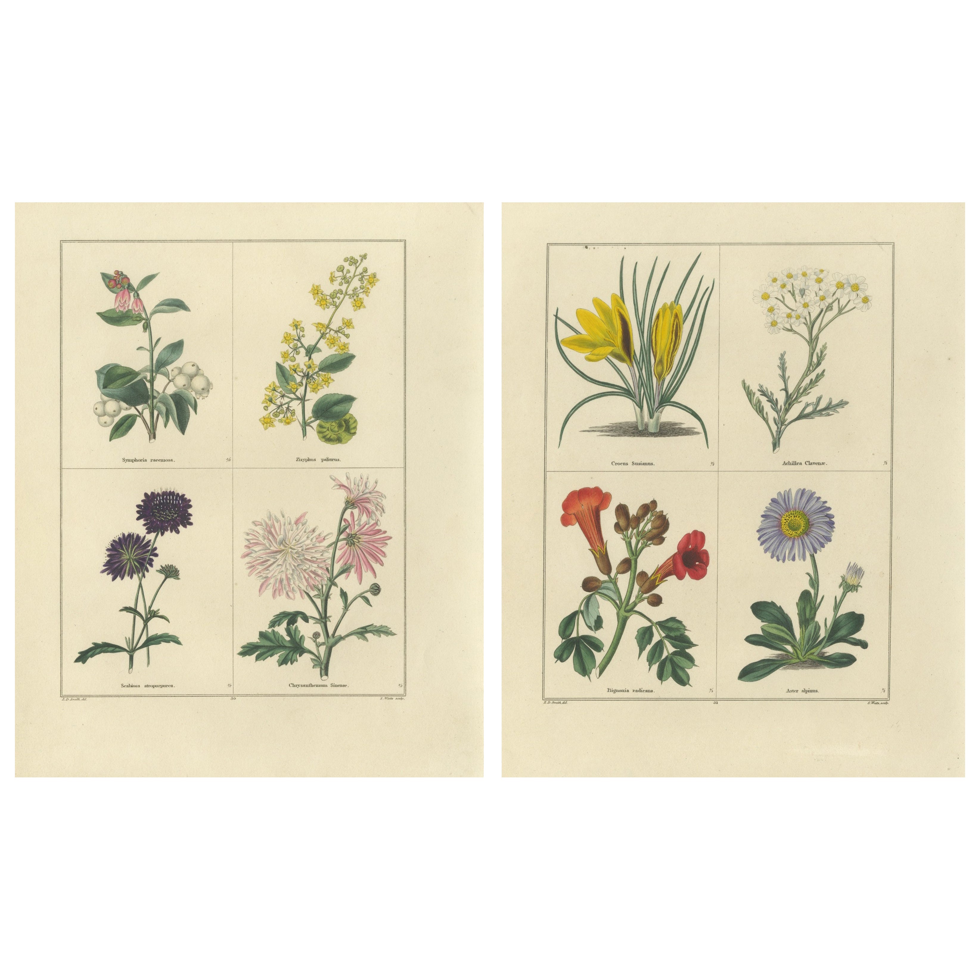 Paar handkolorierte botanische Kupferstiche von Zierblumen, London 1828