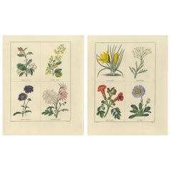 Pair of Hand-Colored Botanical Engravings of Ornamental Flowers, London 1828