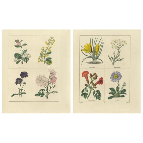 Pair of Hand-Colored Botanical Engravings of Ornamental Flowers, London 1828