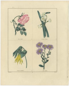 Pair of Hand-Colored Botanical Engravings of Roses & Spring Flowers, London 1828