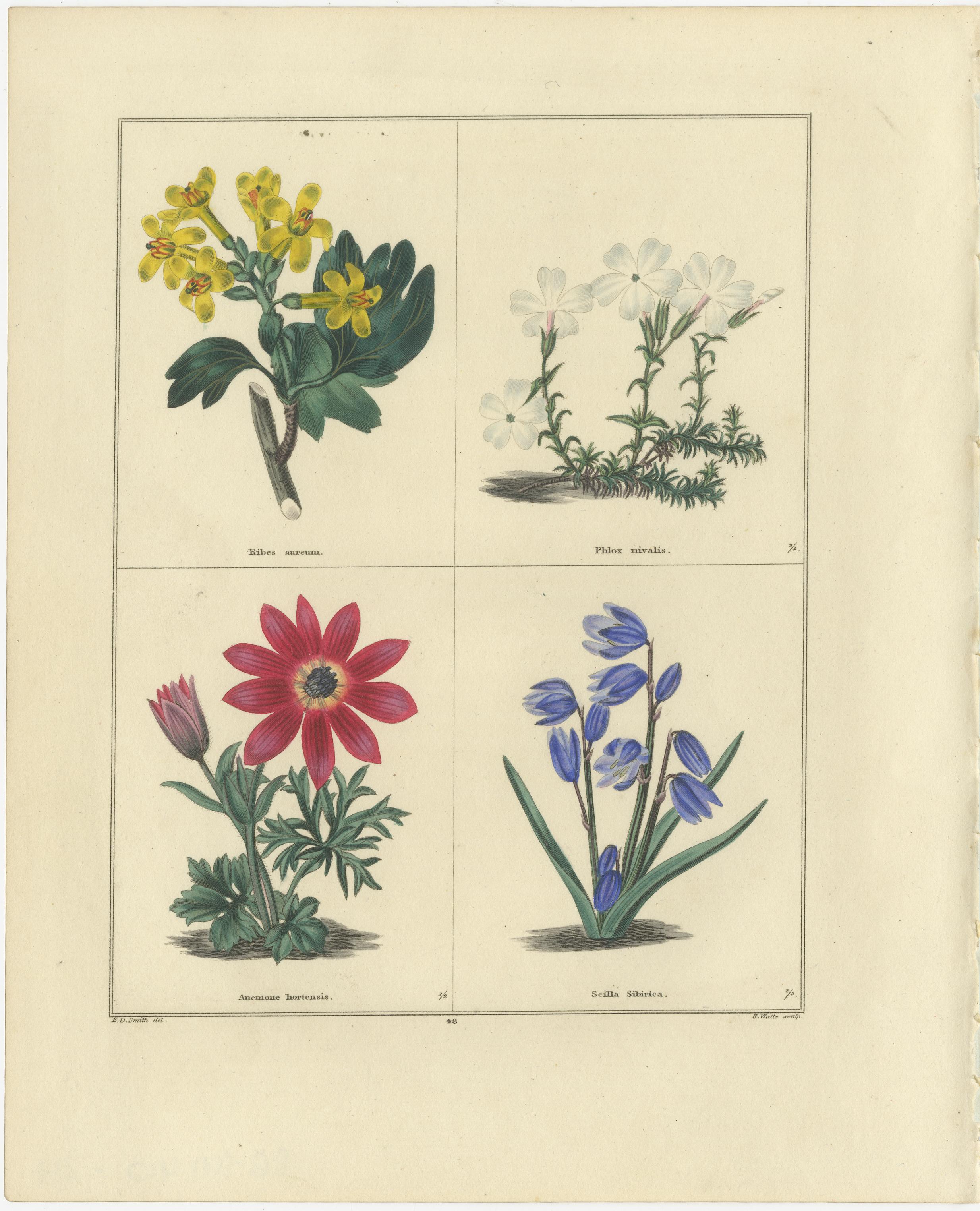 Pair of Hand-Colored Botanical Engravings of Roses & Spring Flowers, London 1828