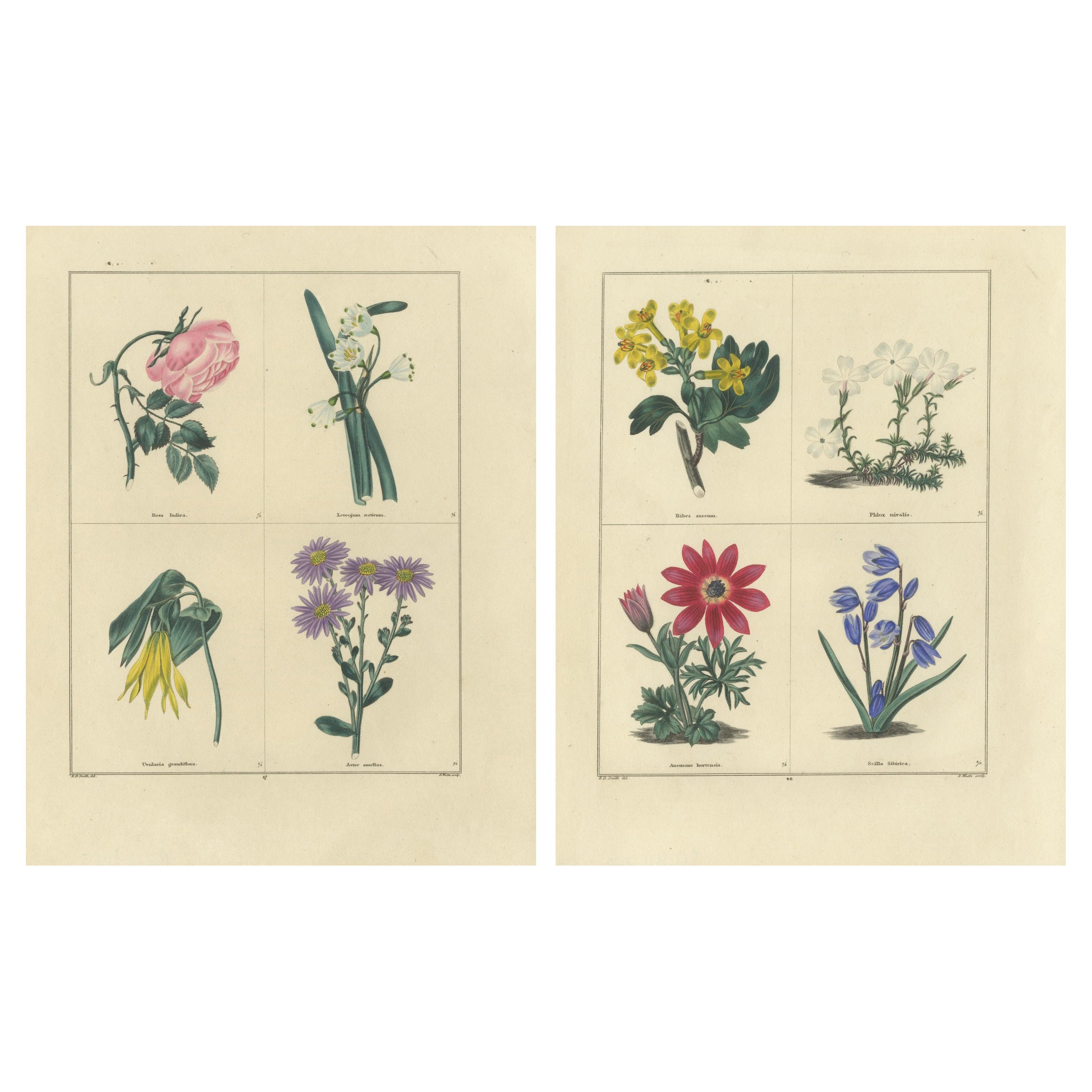 Paire de gravures botaniques colorées à la main de roses et de fleurs printanières, Londres 1828