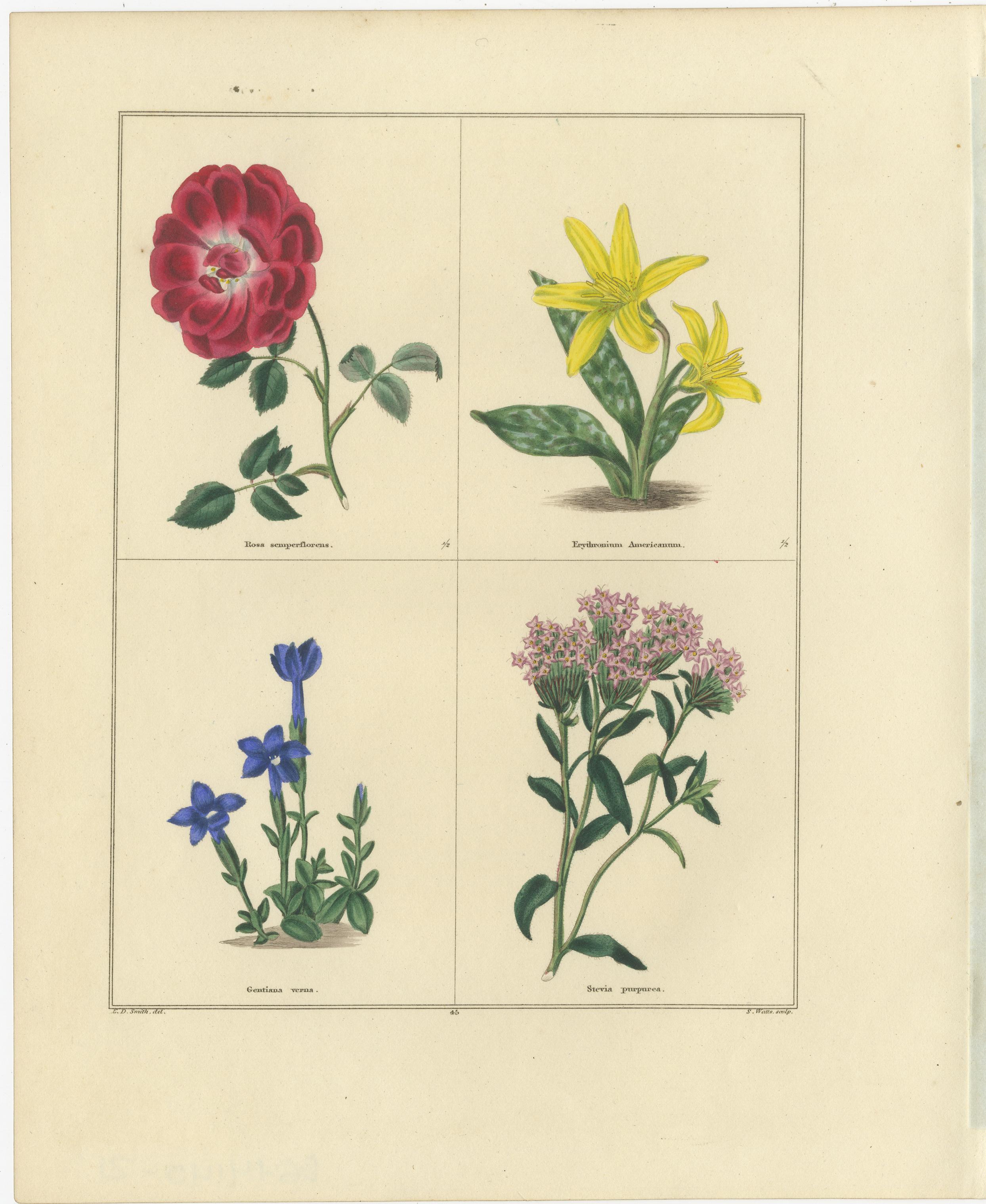 Paar handkolorierte botanische Kupferstiche von Frühlingsblumen, London 1828

Dieses elegante Paar botanischer Stiche aus dem frühen 19. Jahrhundert fängt den Charme und die Präzision der britischen botanischen Illustration während der
