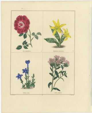 Pair of Hand-Colored Botanical Engravings of Spring Flowers, London 1828, view 2