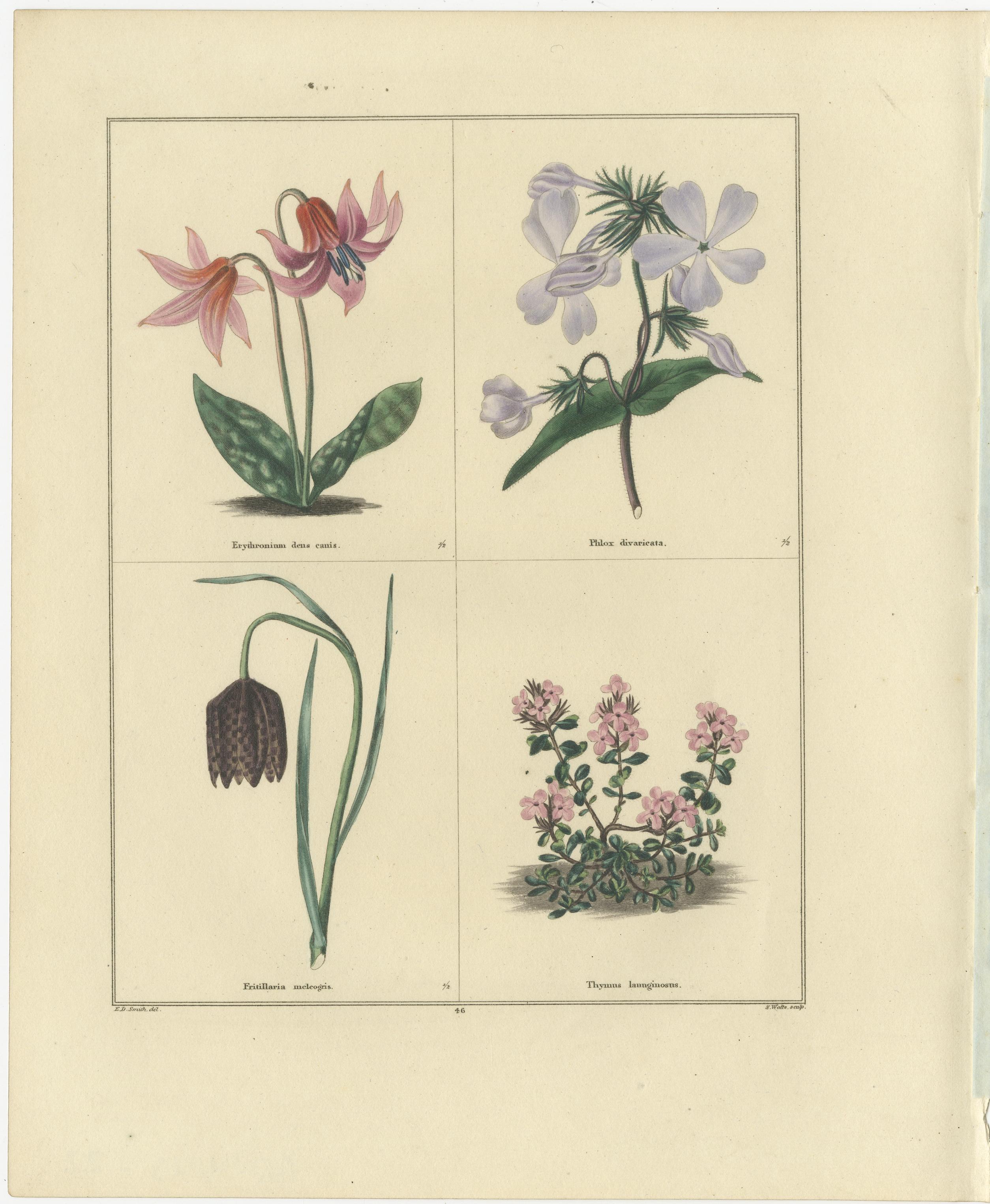 Paar handkolorierte botanische Kupferstiche von Frühlingsblumen, London 1828 (Britisch) im Angebot