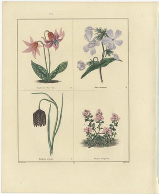 Pair of Hand-Colored Botanical Engravings of Spring Flowers, London 1828, view 3