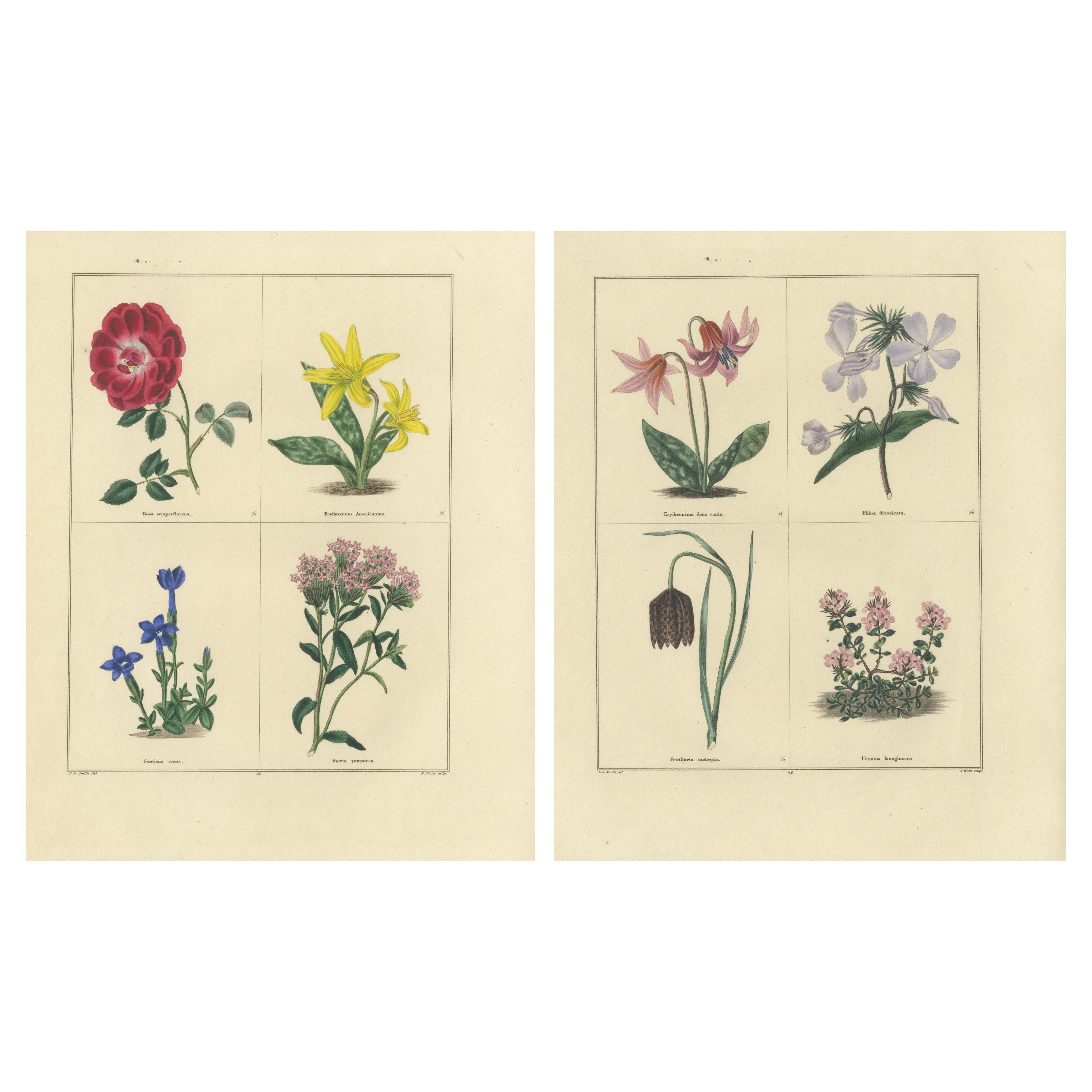 Paar handkolorierte botanische Kupferstiche von Frühlingsblumen, London 1828