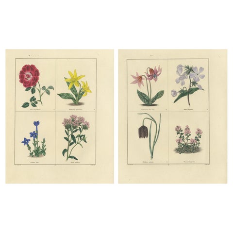 Pair of Hand-Colored Botanical Engravings of Spring Flowers, London 1828