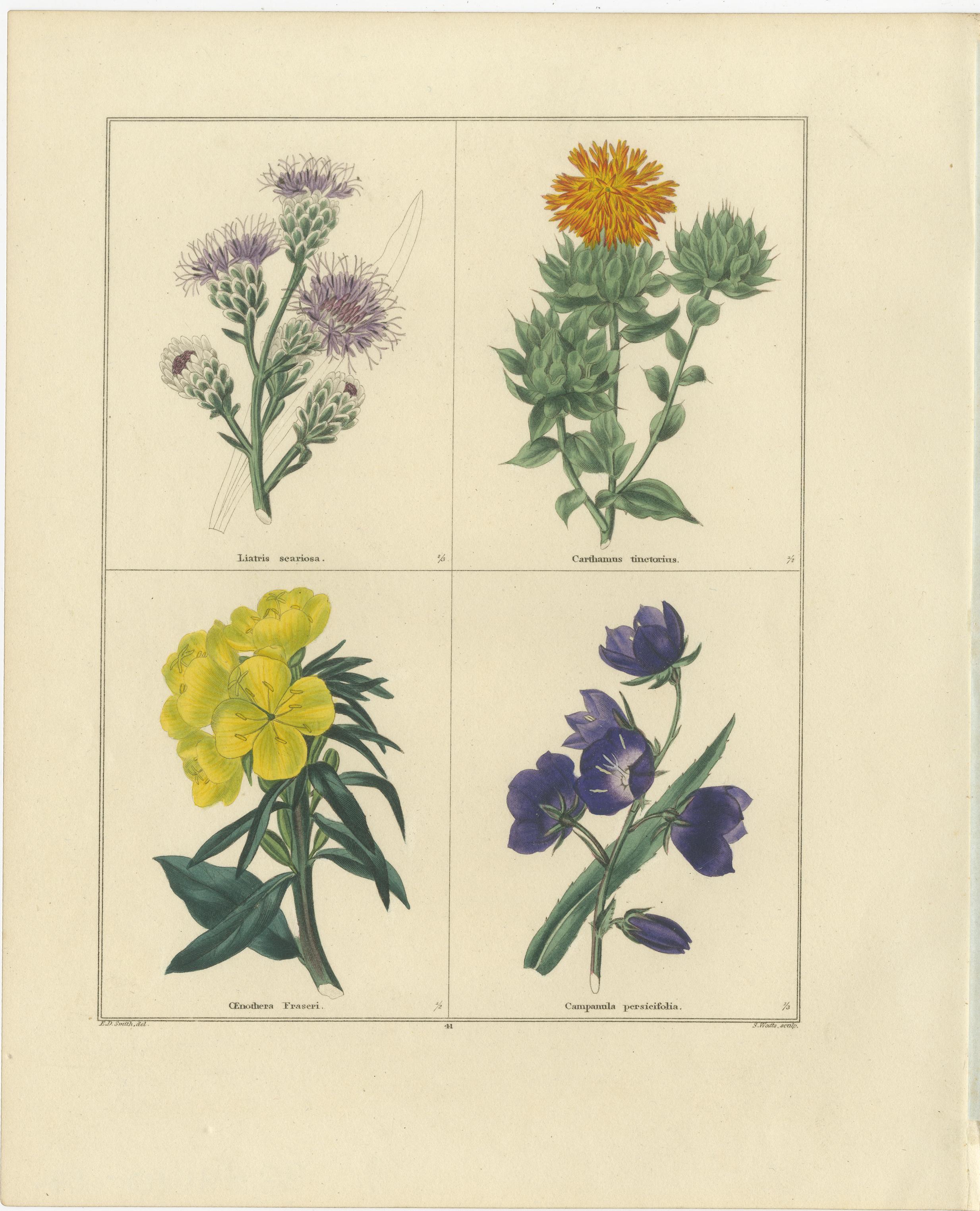 Pair of Hand-Colored Botanical Engravings of Wild and Cultivated Flowers, 1828