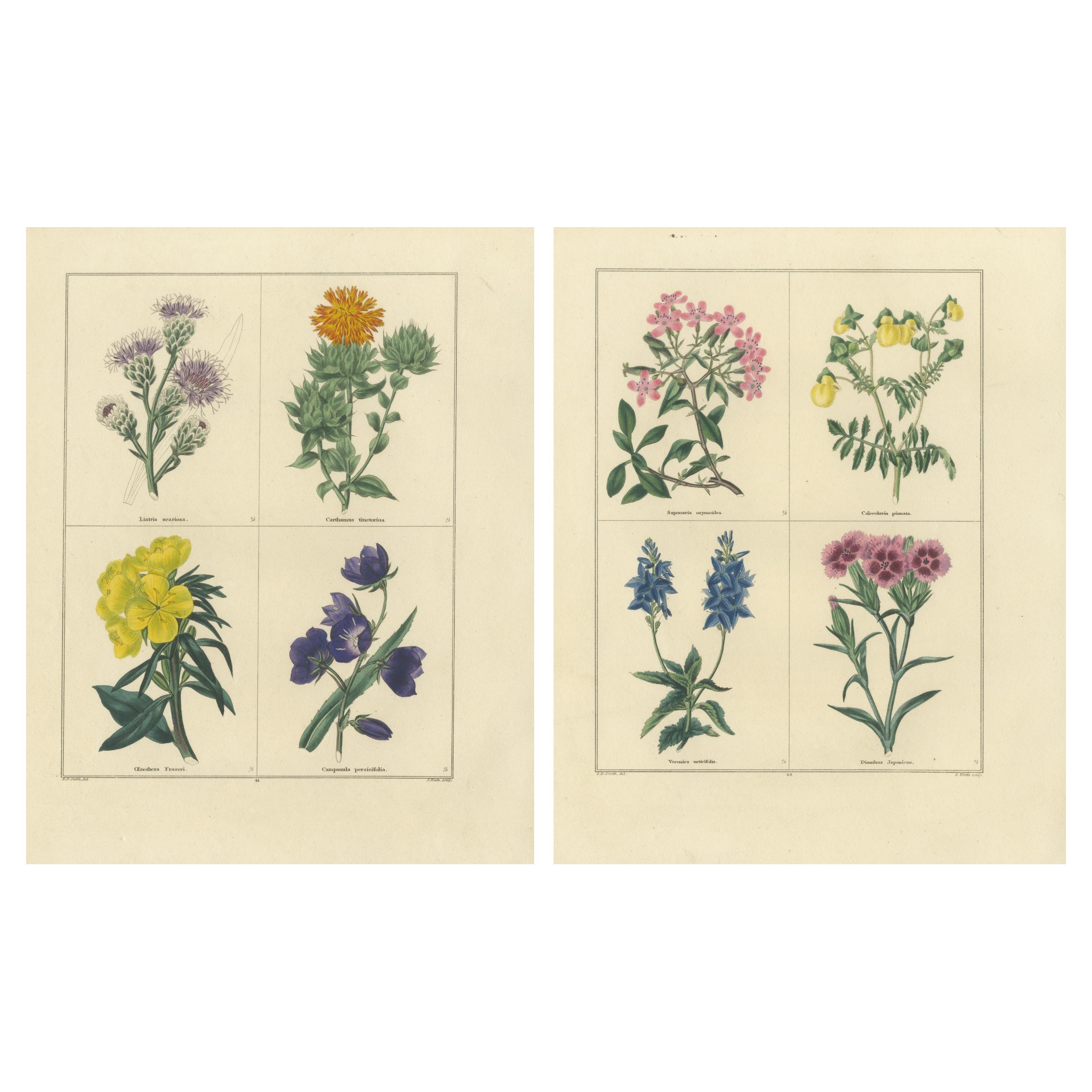 Paar handkolorierte botanische Kupferstiche von wilden und kultivierten Blumen, 1828