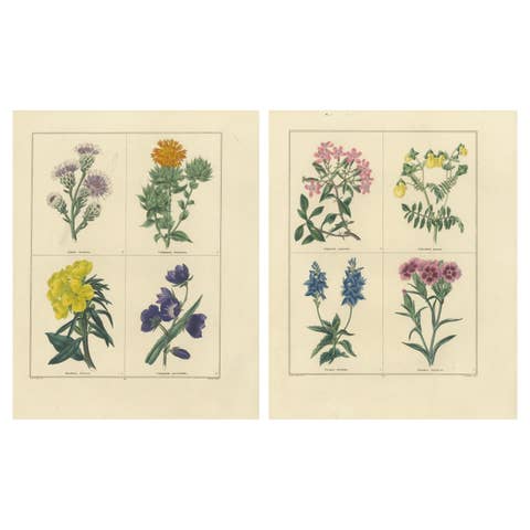 Pair of Hand-Colored Botanical Engravings of Wild and Cultivated Flowers, 1828