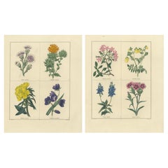 Antique Pair of Hand-Colored Botanical Engravings of Wild and Cultivated Flowers, 1828
