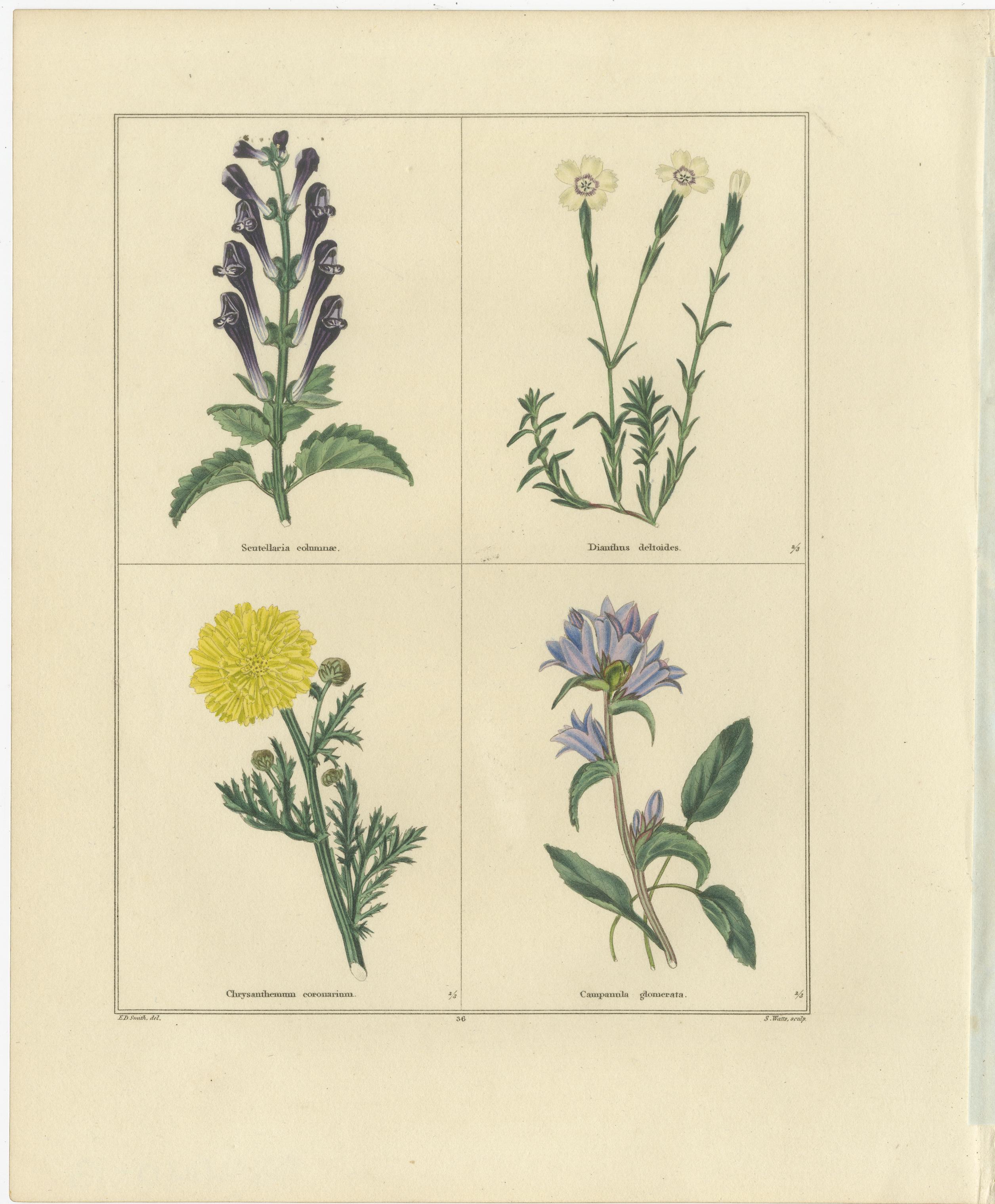 Titel: Paar handkolorierte botanische Kupferstiche von Wild- und Gartenblumen, London 1828

Beschreibung:
Dieses charmante Paar botanischer Stiche aus dem frühen 19. Jahrhundert spiegelt das raffinierte Gleichgewicht zwischen Kunst und Wissenschaft