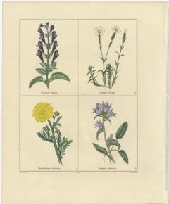 Pair of Hand-Colored Botanical Engravings of Wild & Garden Flowers, London 1828