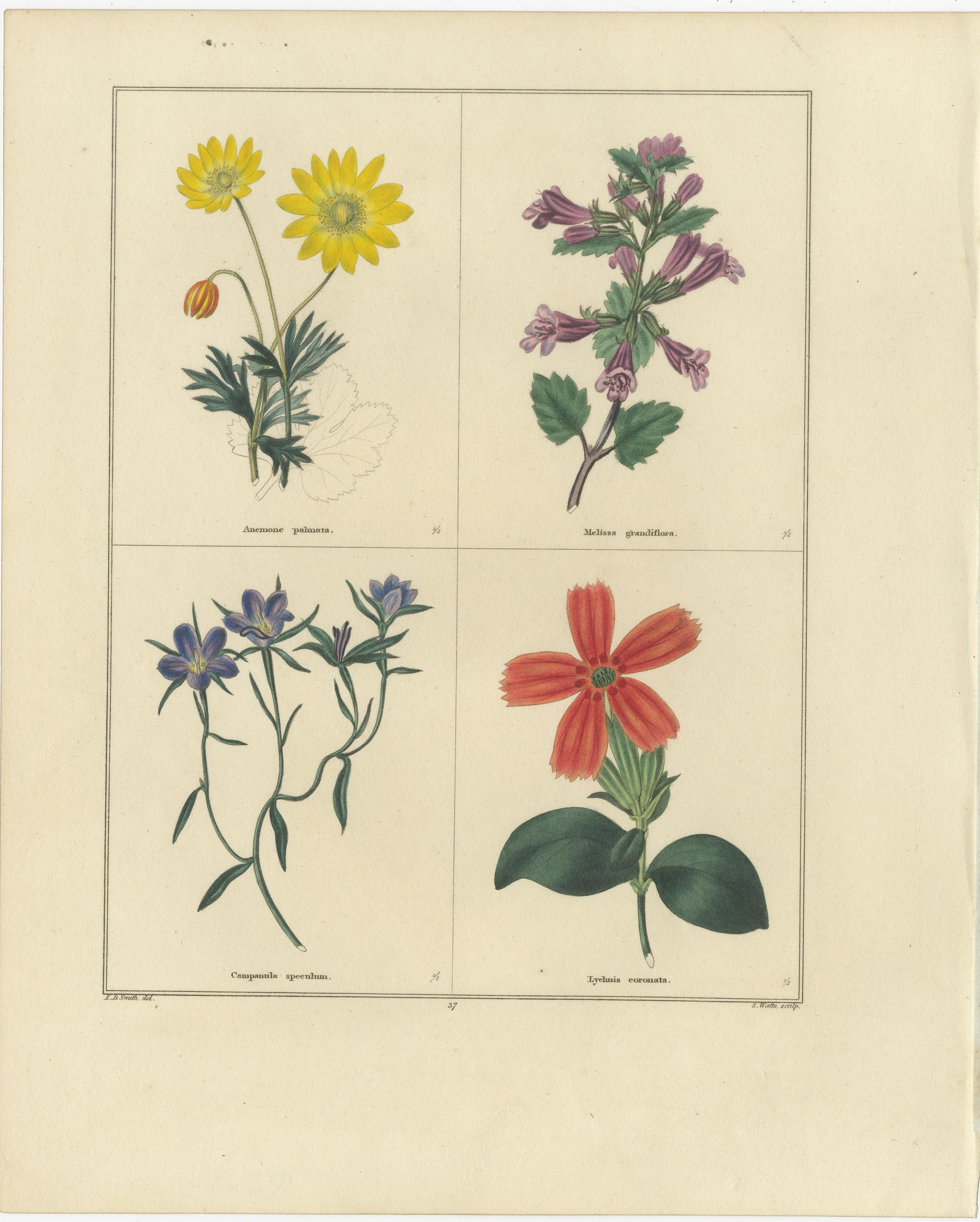 Paar handkolorierte botanische Kupferstiche von Wild- und Gartenblumen, London 1828 (Britisch) im Angebot