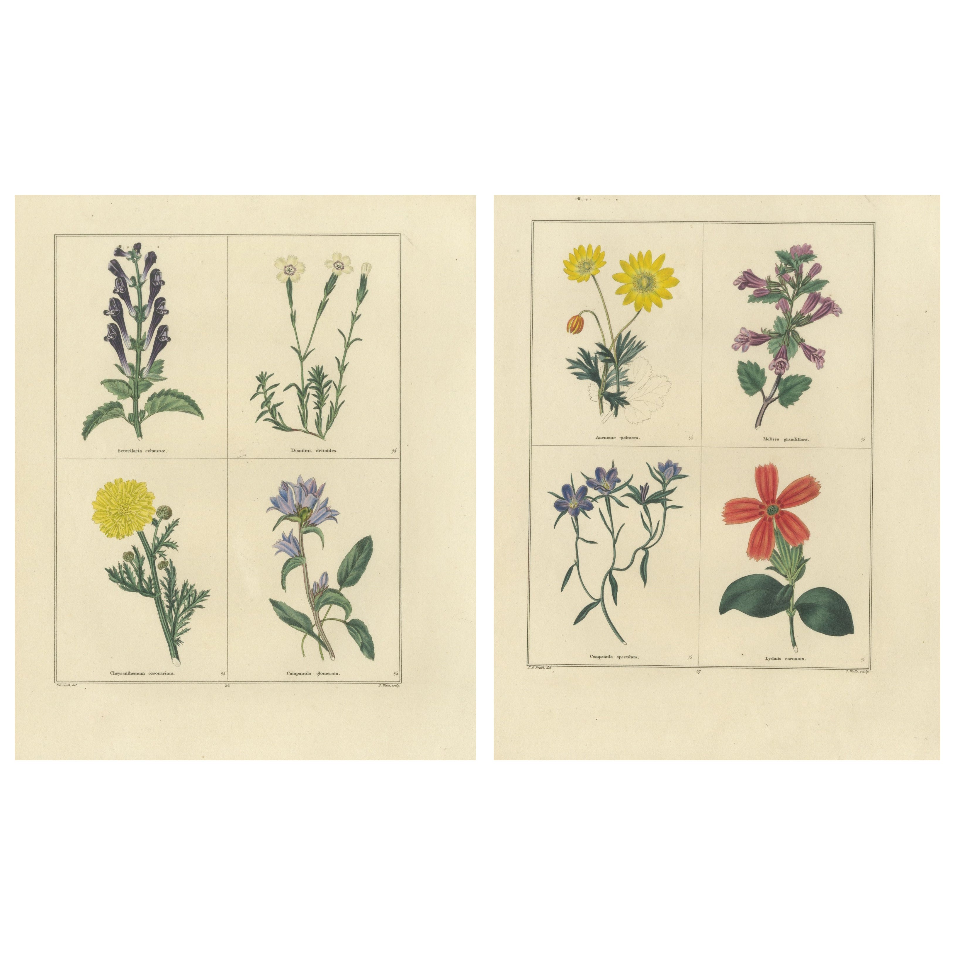 Paar handkolorierte botanische Kupferstiche von Wild- und Gartenblumen, London 1828