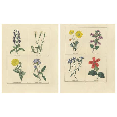 Pair of Hand-Colored Botanical Engravings of Wild & Garden Flowers, London 1828