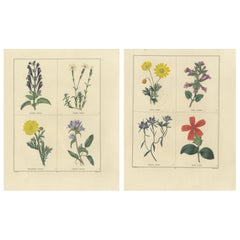 Antique Pair of Hand-Colored Botanical Engravings of Wild & Garden Flowers, London 1828