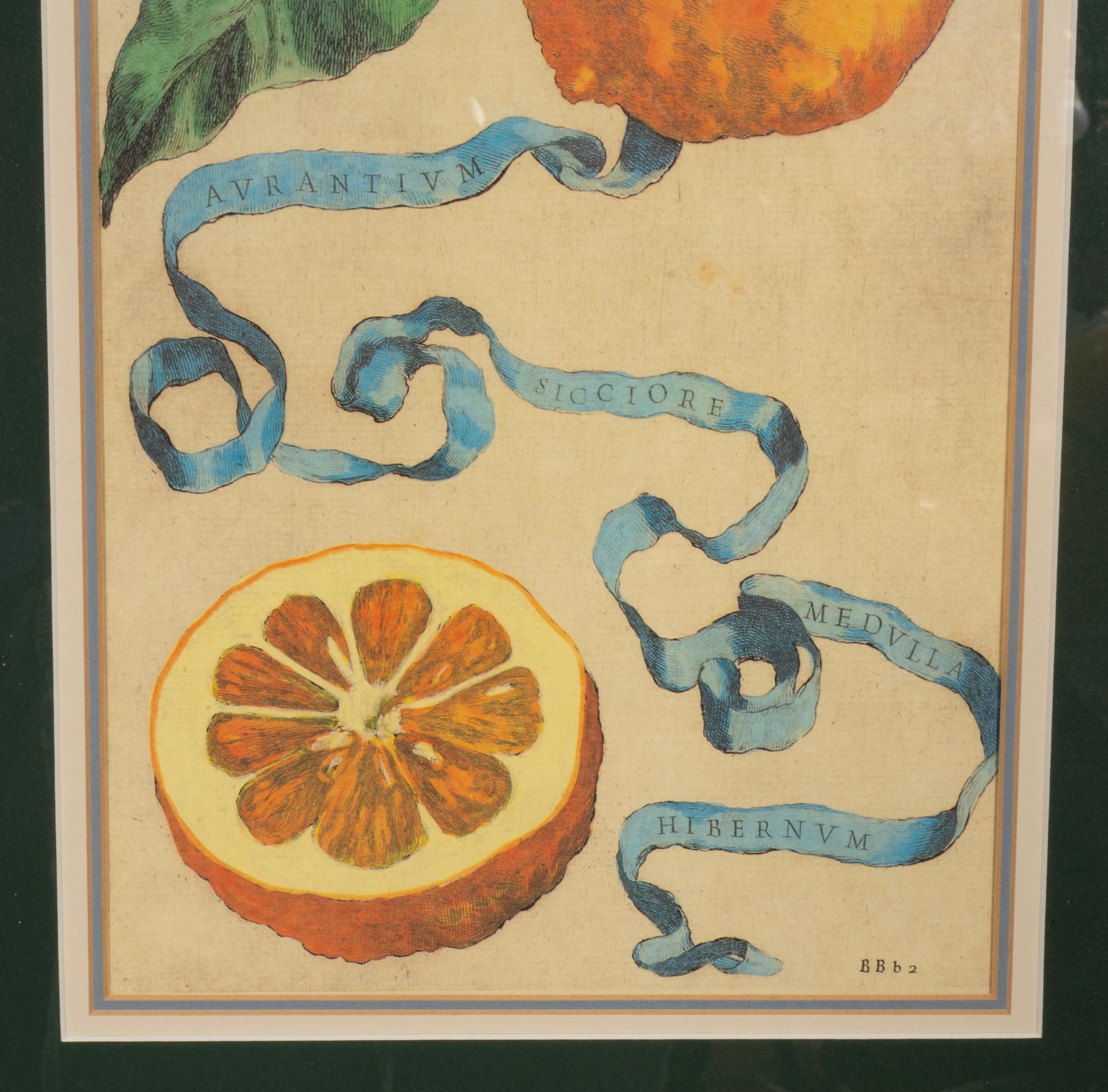 Pair Of Hand Colored Engravings Of Citrus By Giovanni Baptista Ferrari For Sale 4