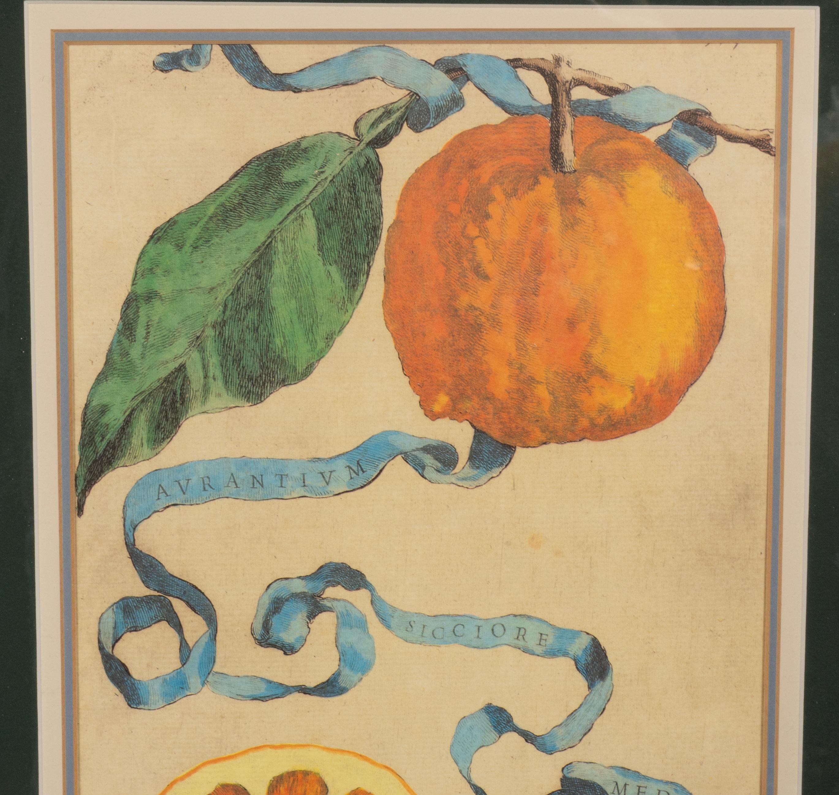 Pair Of Hand Colored Engravings Of Citrus By Giovanni Baptista Ferrari For Sale 5
