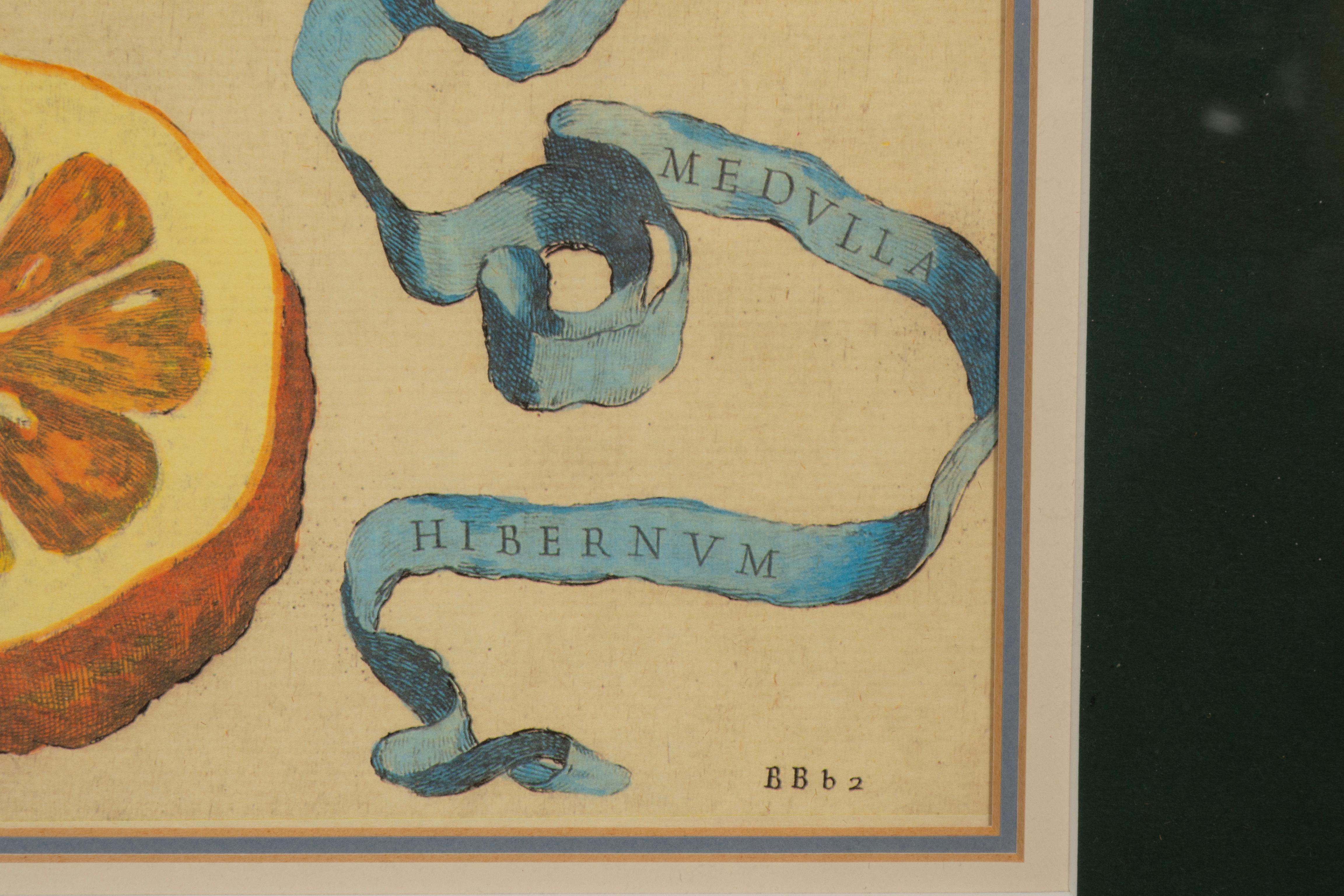 Pair Of Hand Colored Engravings Of Citrus By Giovanni Baptista Ferrari For Sale 6