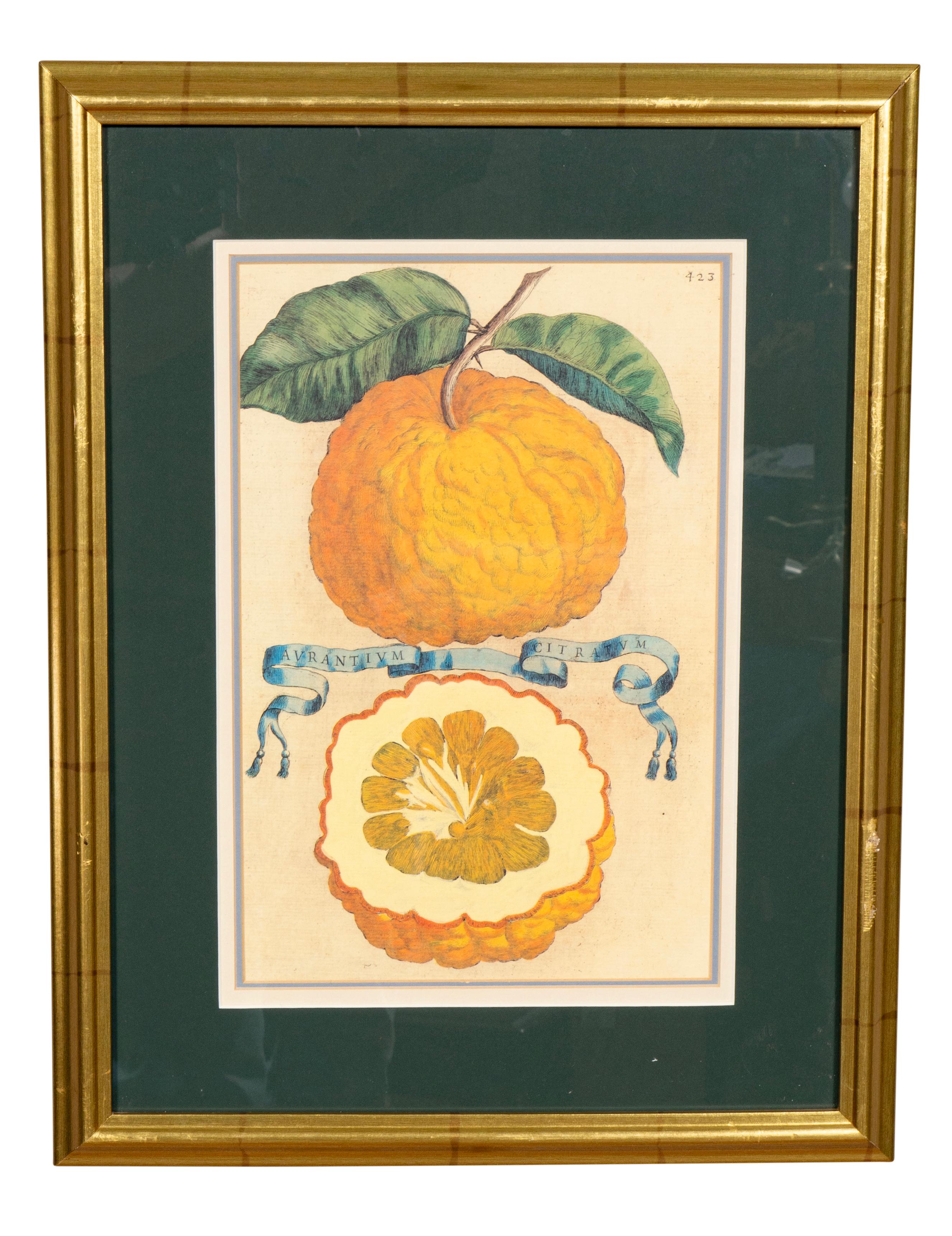 Italian Pair Of Hand Colored Engravings Of Citrus By Giovanni Baptista Ferrari For Sale