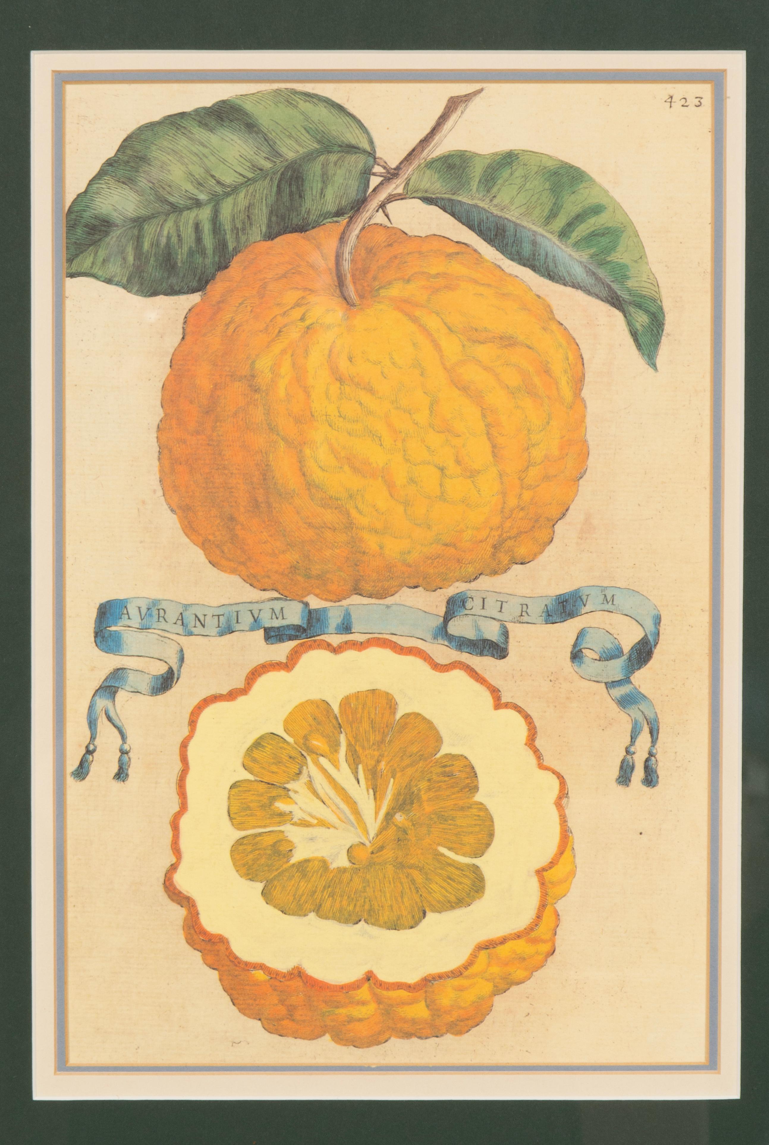 Pair Of Hand Colored Engravings Of Citrus By Giovanni Baptista Ferrari In Good Condition For Sale In Essex, MA