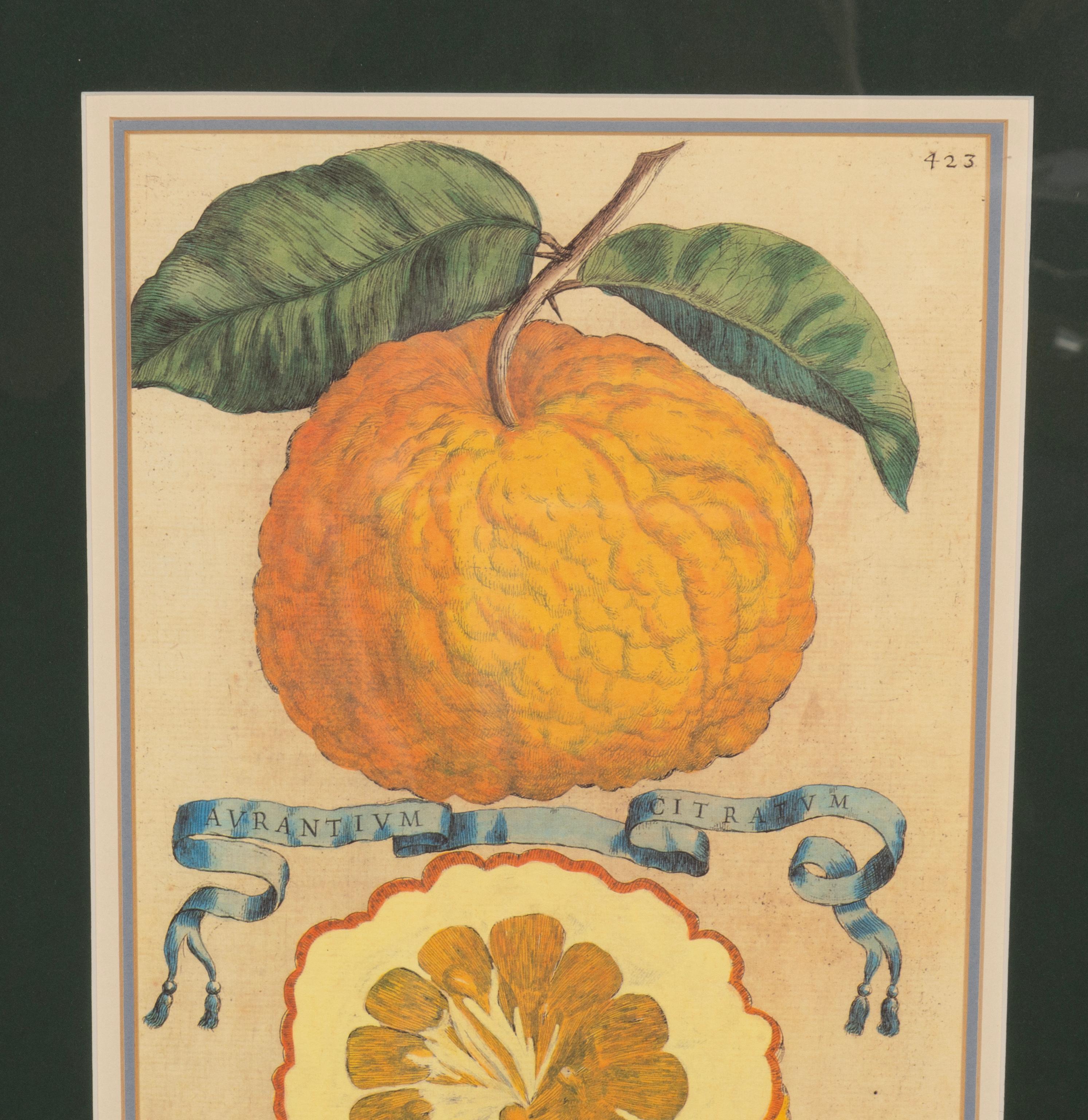 18th Century and Earlier Pair Of Hand Colored Engravings Of Citrus By Giovanni Baptista Ferrari For Sale