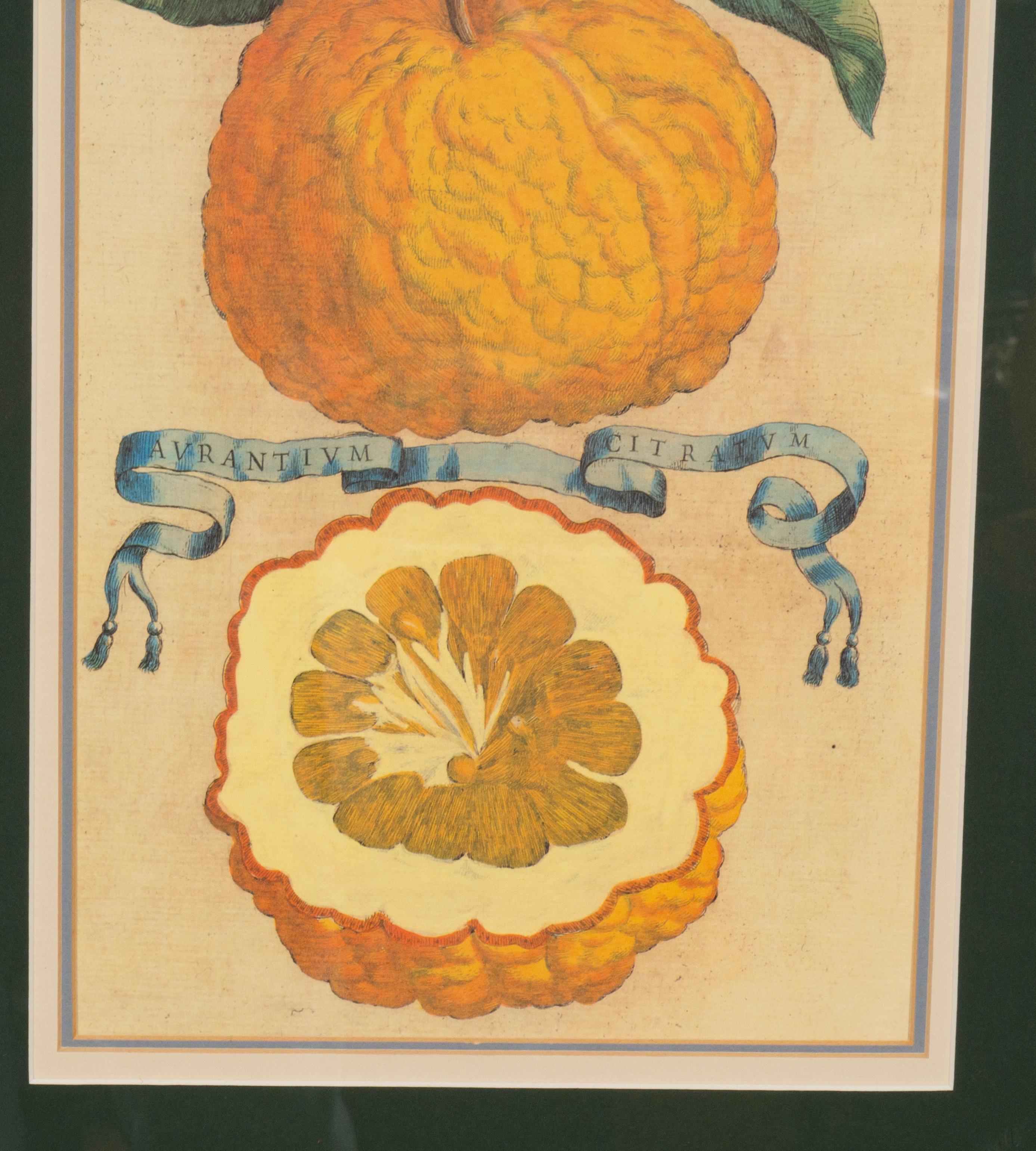 Glass Pair Of Hand Colored Engravings Of Citrus By Giovanni Baptista Ferrari For Sale
