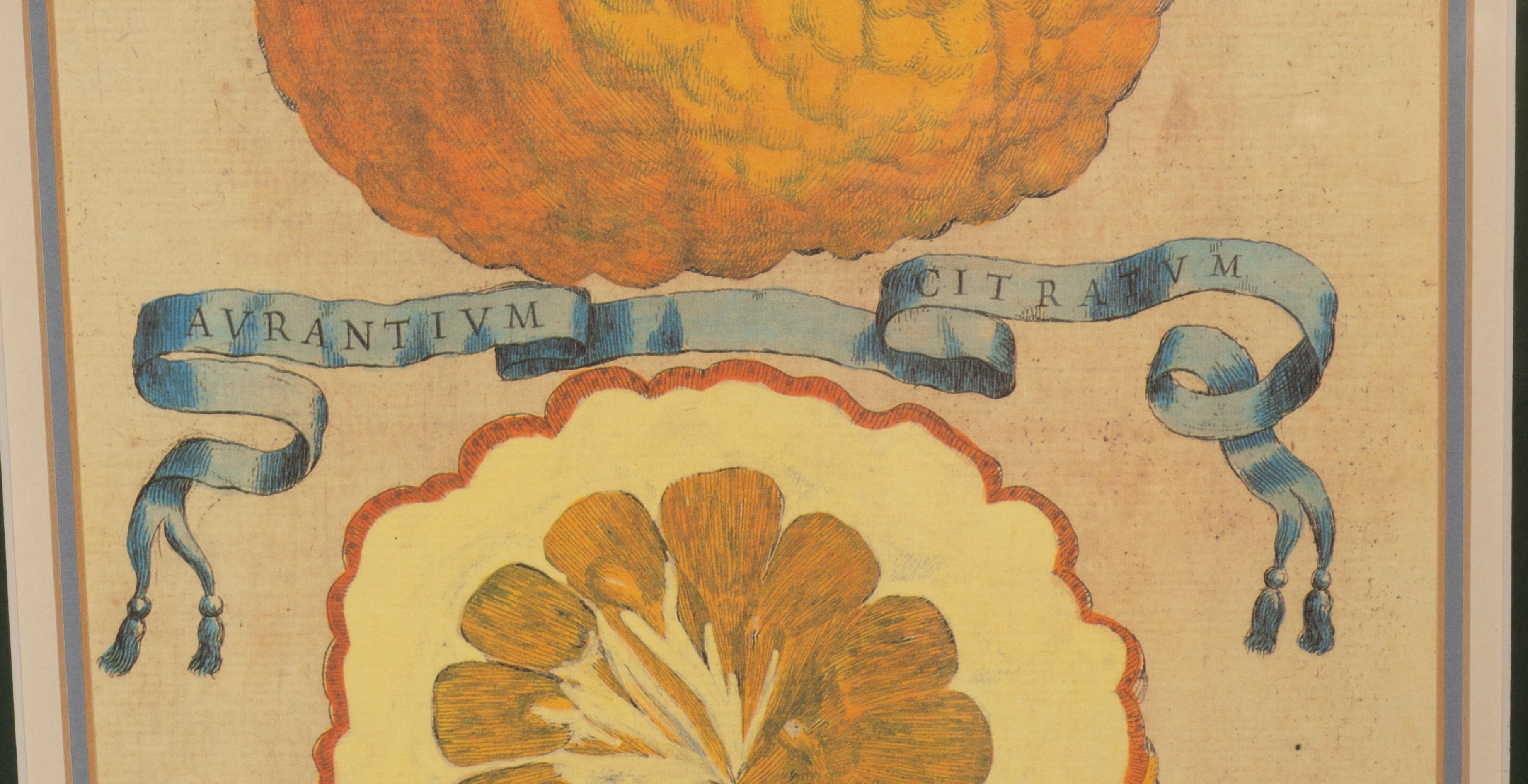Pair Of Hand Colored Engravings Of Citrus By Giovanni Baptista Ferrari For Sale 1