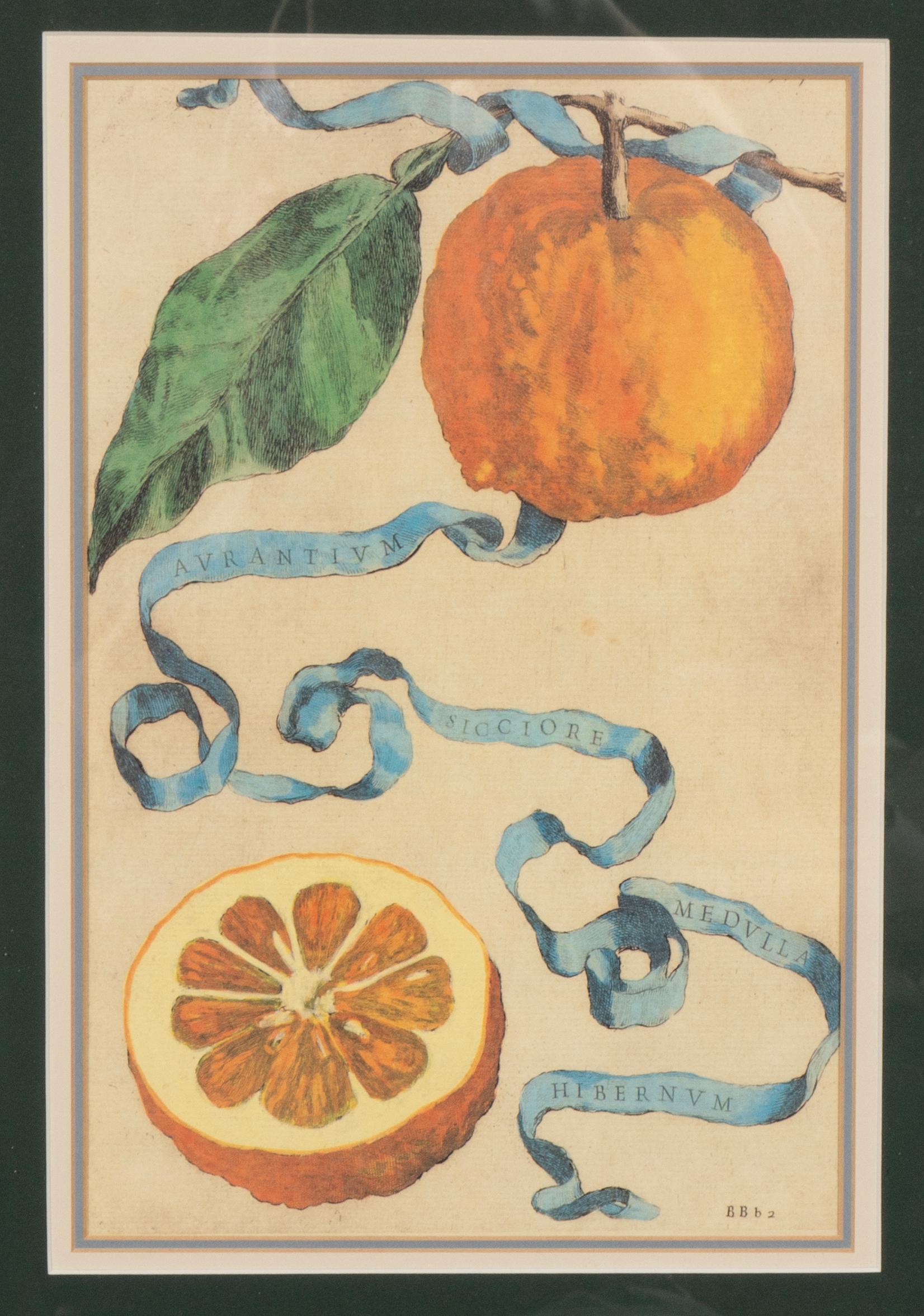 Pair Of Hand Colored Engravings Of Citrus By Giovanni Baptista Ferrari For Sale 2