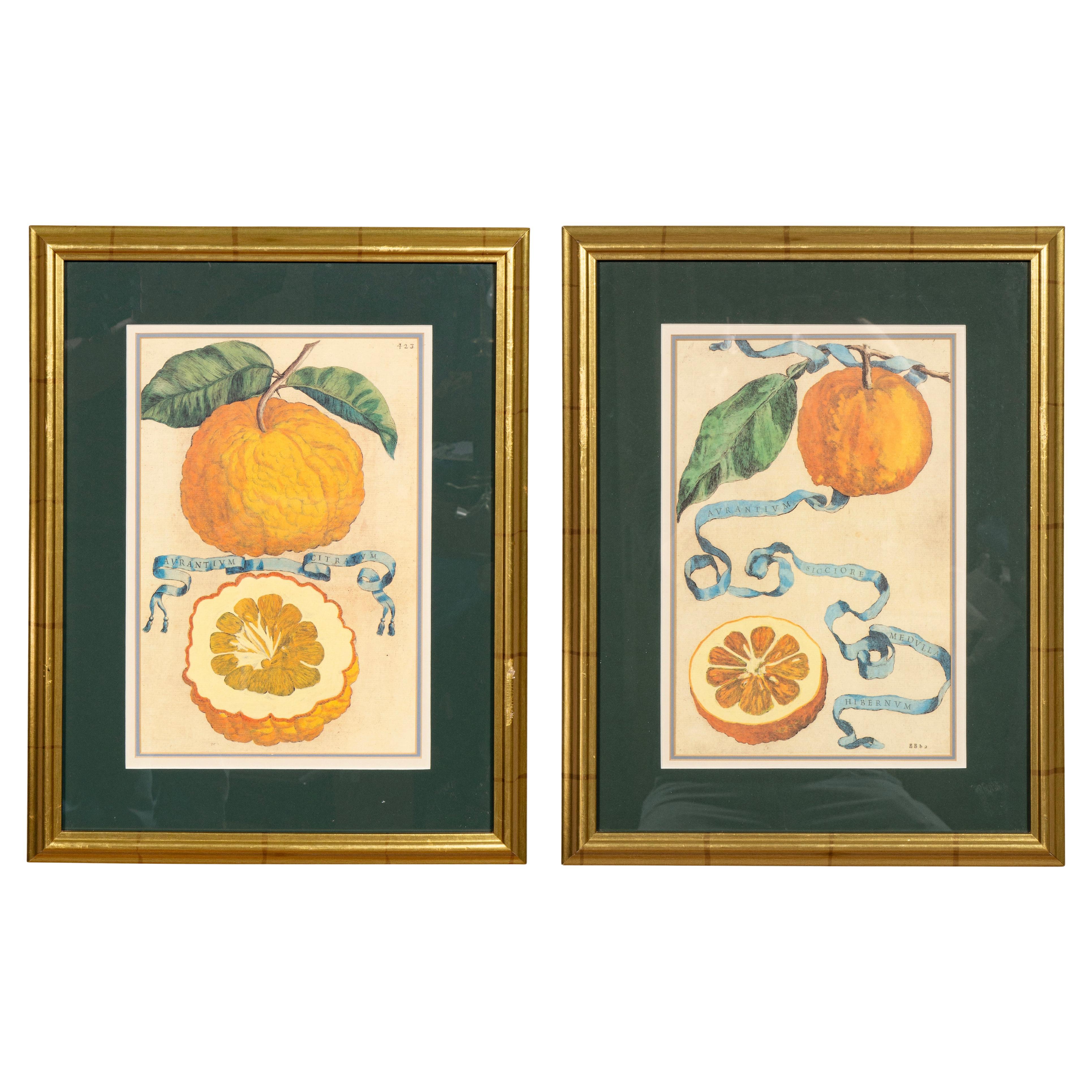 Pair Of Hand Colored Engravings Of Citrus By Giovanni Baptista Ferrari For Sale