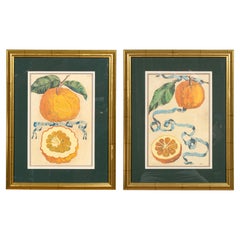 Antique Pair Of Hand Colored Engravings Of Citrus By Giovanni Baptista Ferrari 
