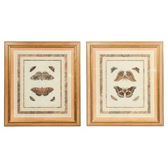 Pair Of Hand Colored Engravings Of Moths