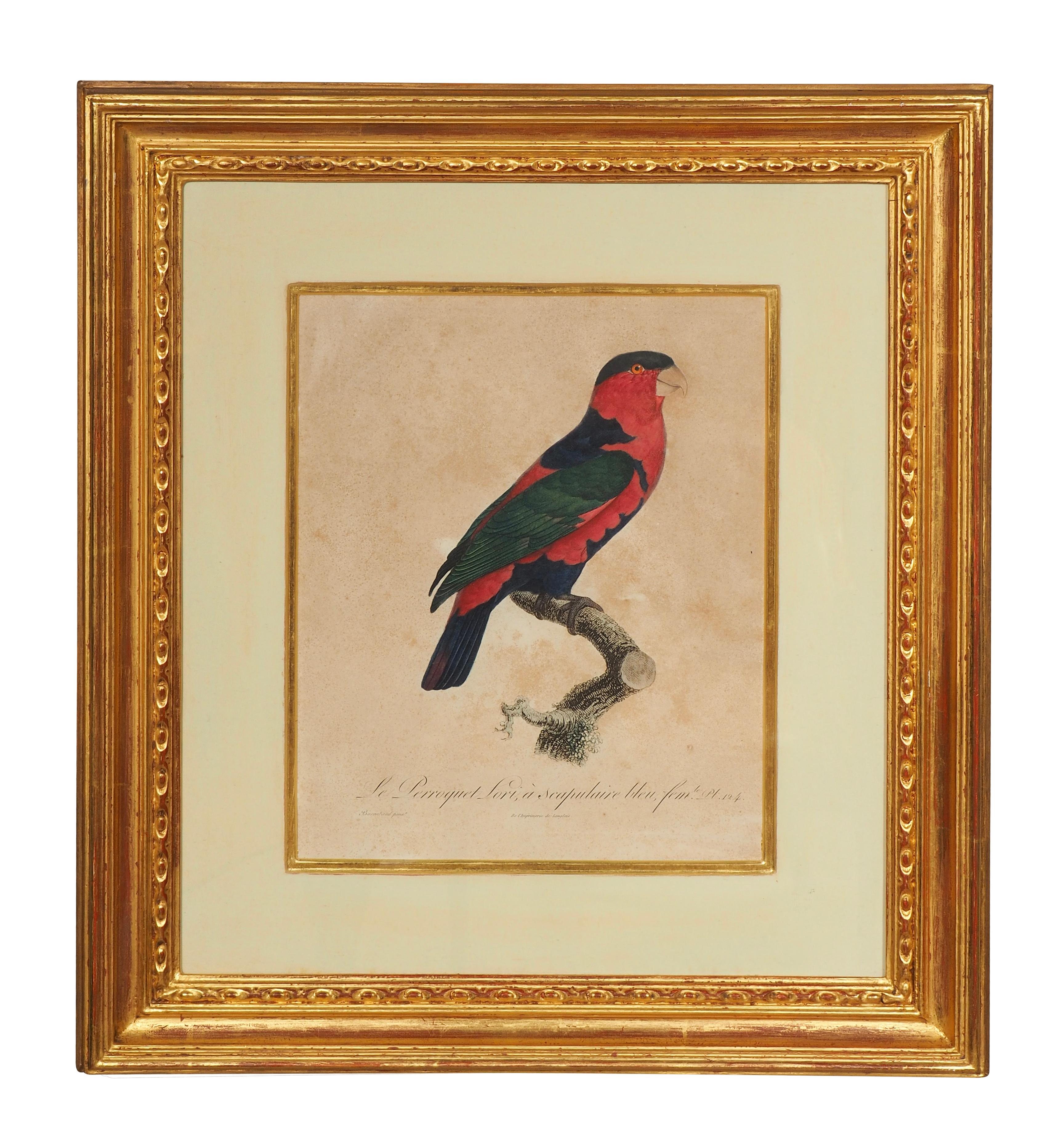 Pareja De Grabados Coloreados A Mano De Loros en venta 4