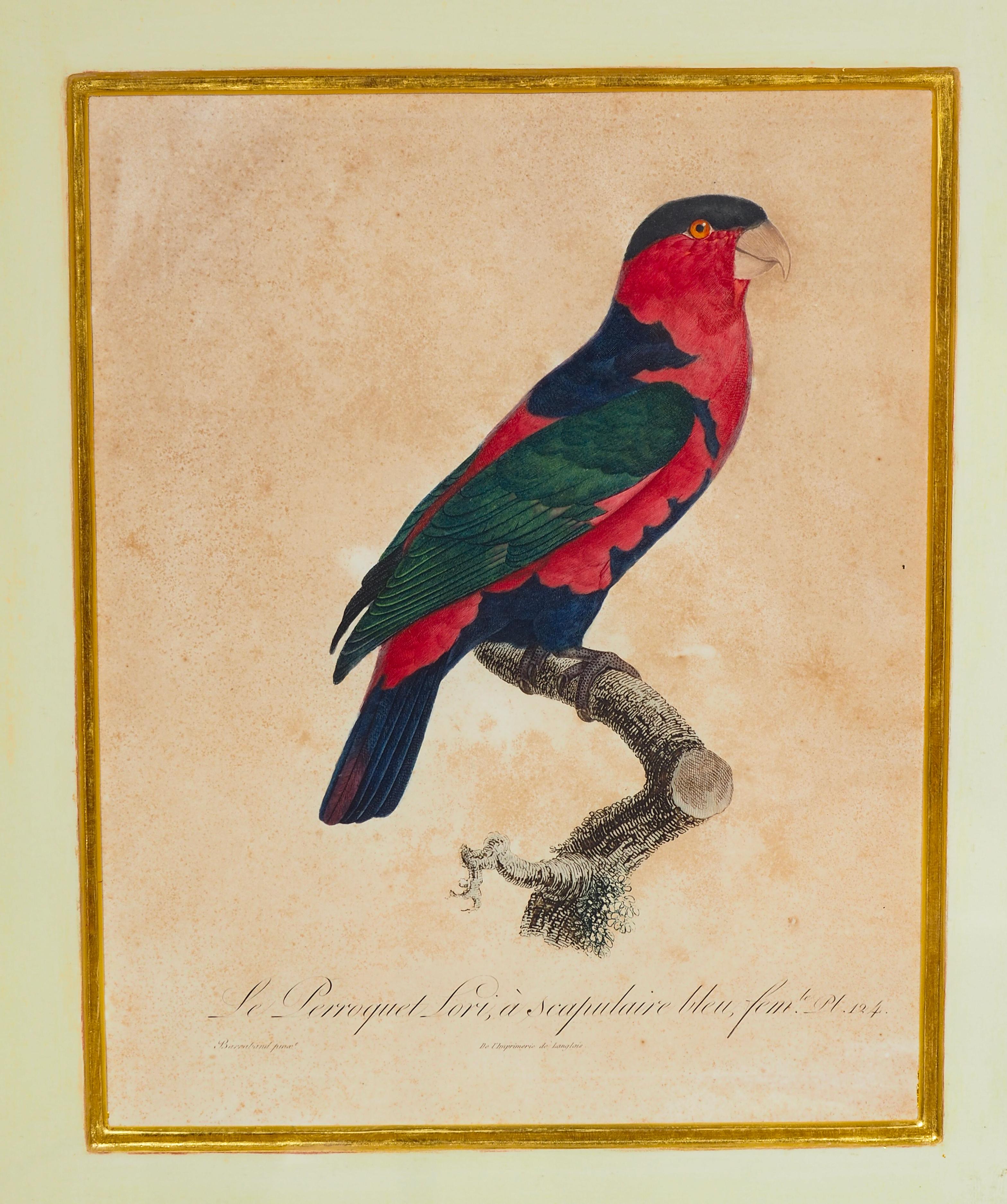 Pareja De Grabados Coloreados A Mano De Loros en venta 5