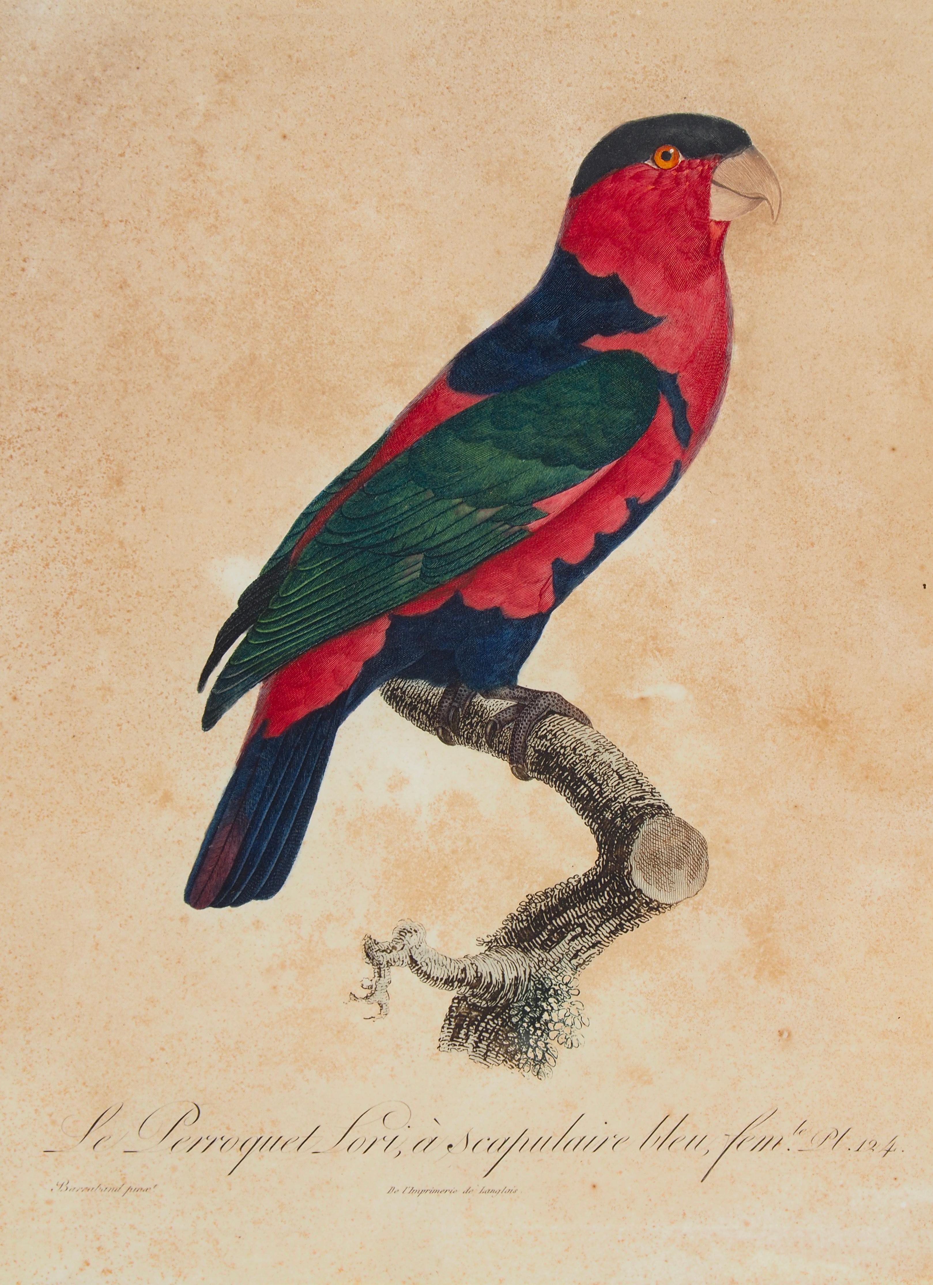 Pareja De Grabados Coloreados A Mano De Loros en venta 6