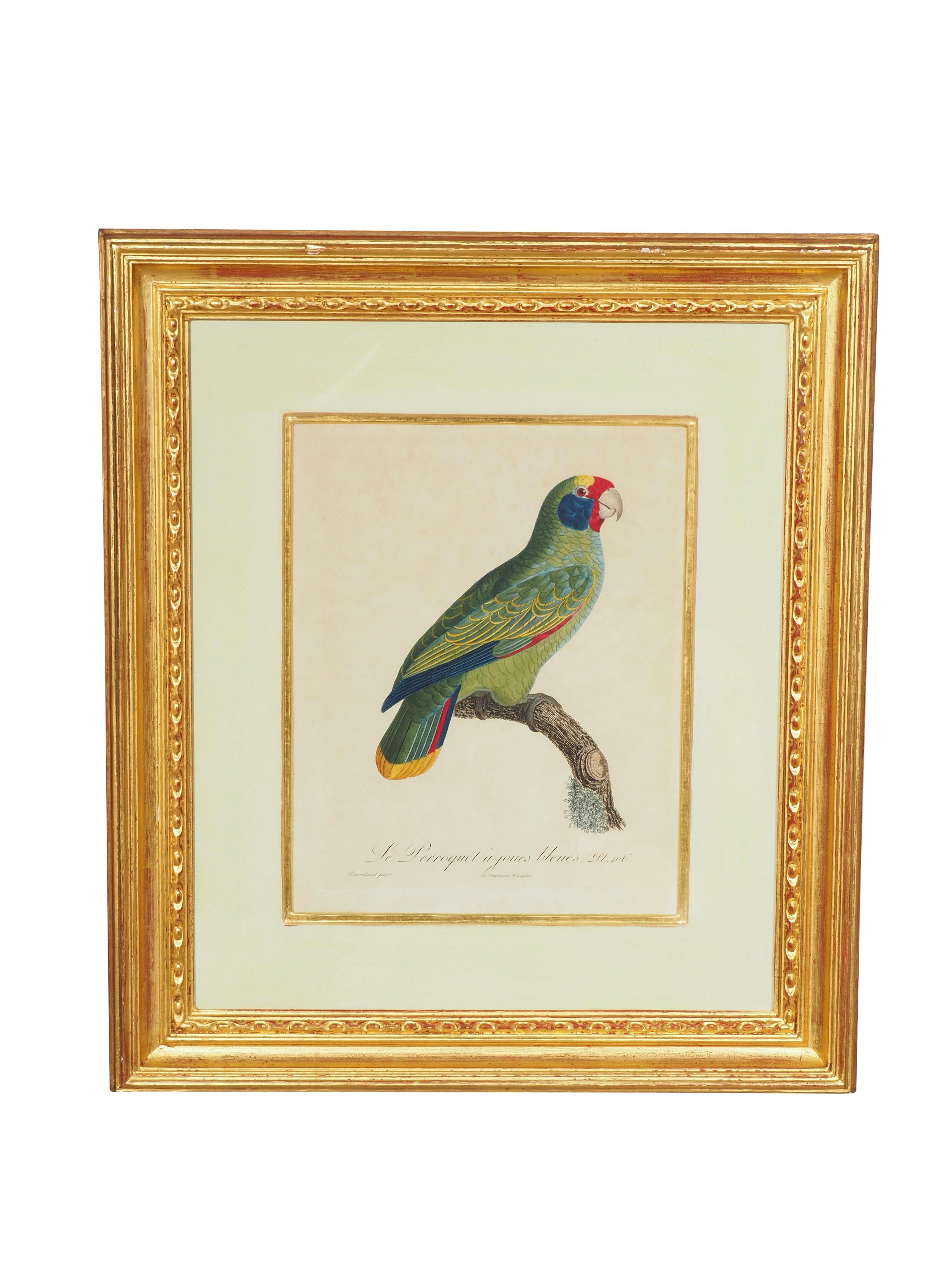 Dos grabados punzonados a mano enmarcados de loros de Jacques Barraband publicados en 1801-05. En preciosos marcos dorados y con paspartú. De Judy Cormier. Una impresión con algo de zorro.
