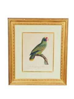 Pair Of Hand Colored Engravings Of Parrots