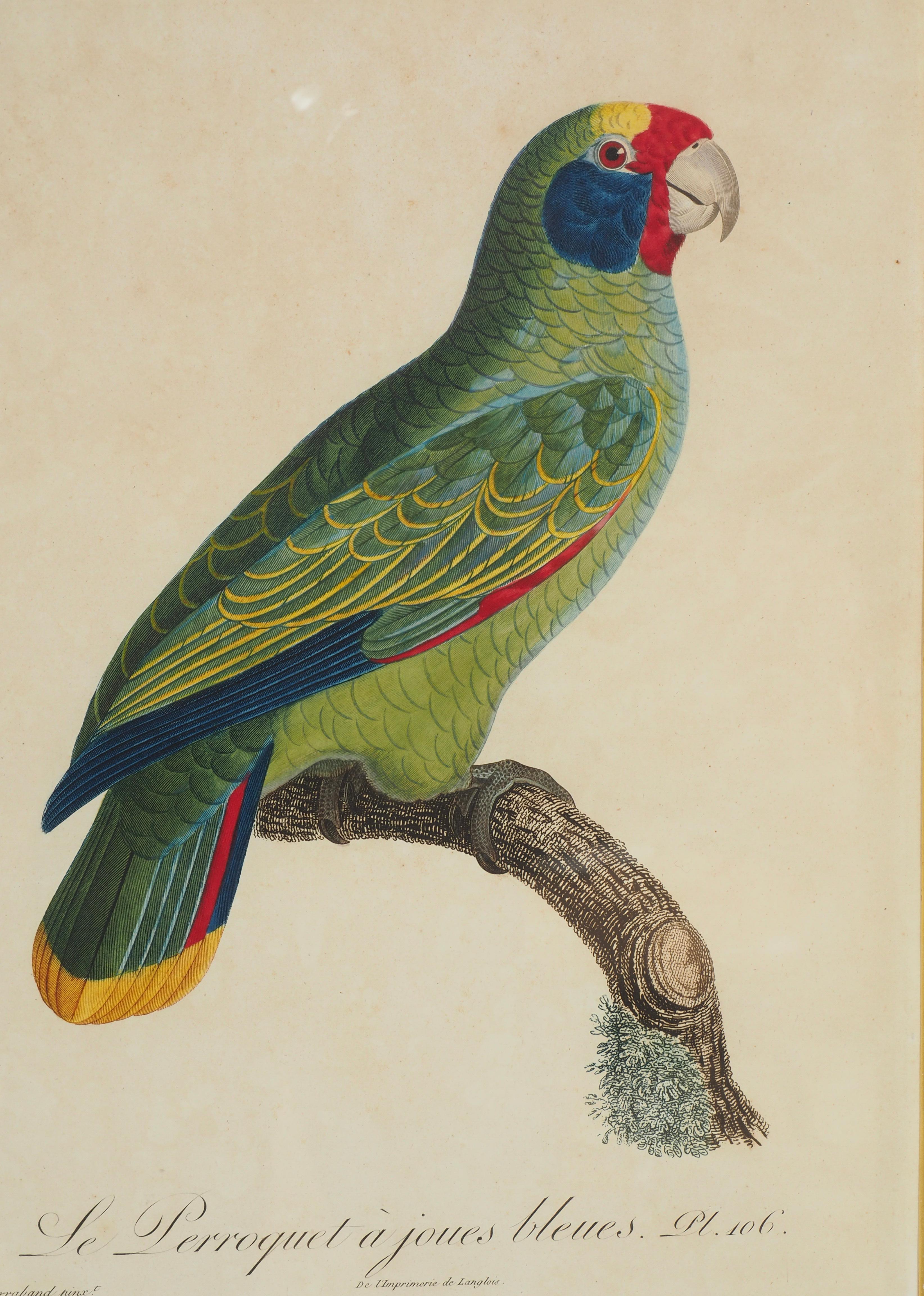 Pareja De Grabados Coloreados A Mano De Loros Francés en venta