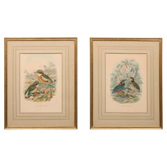 Pair of Hand Colored Lithographs “Elliot’s Illustrations” of Birds, 19th Century