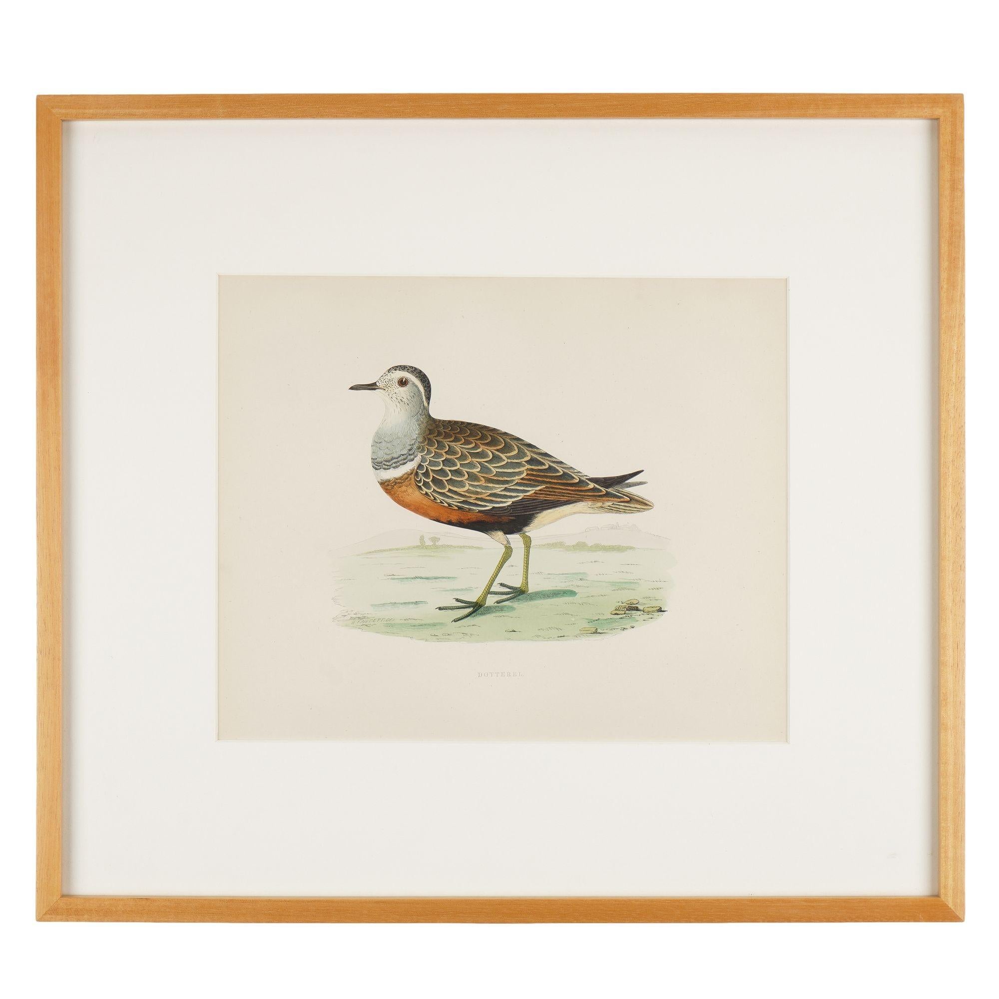 Pair of hand colored ornithological lithographs on paper titled 