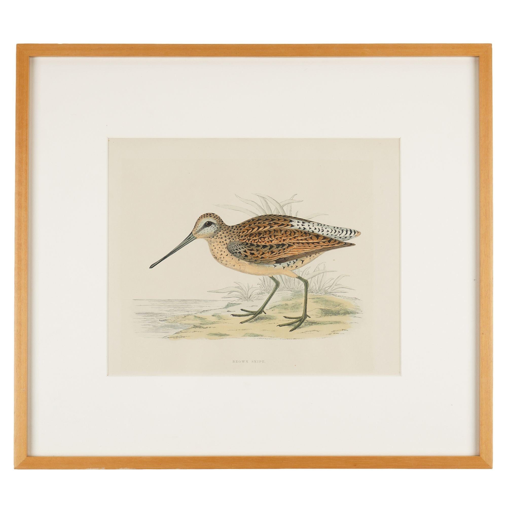 Pair of hand colored ornithological lithographs by Beverley R. Morris, 1865 For Sale 3