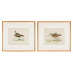 Antique Pair of hand colored ornithological lithographs by Beverley R. Morris, 1865